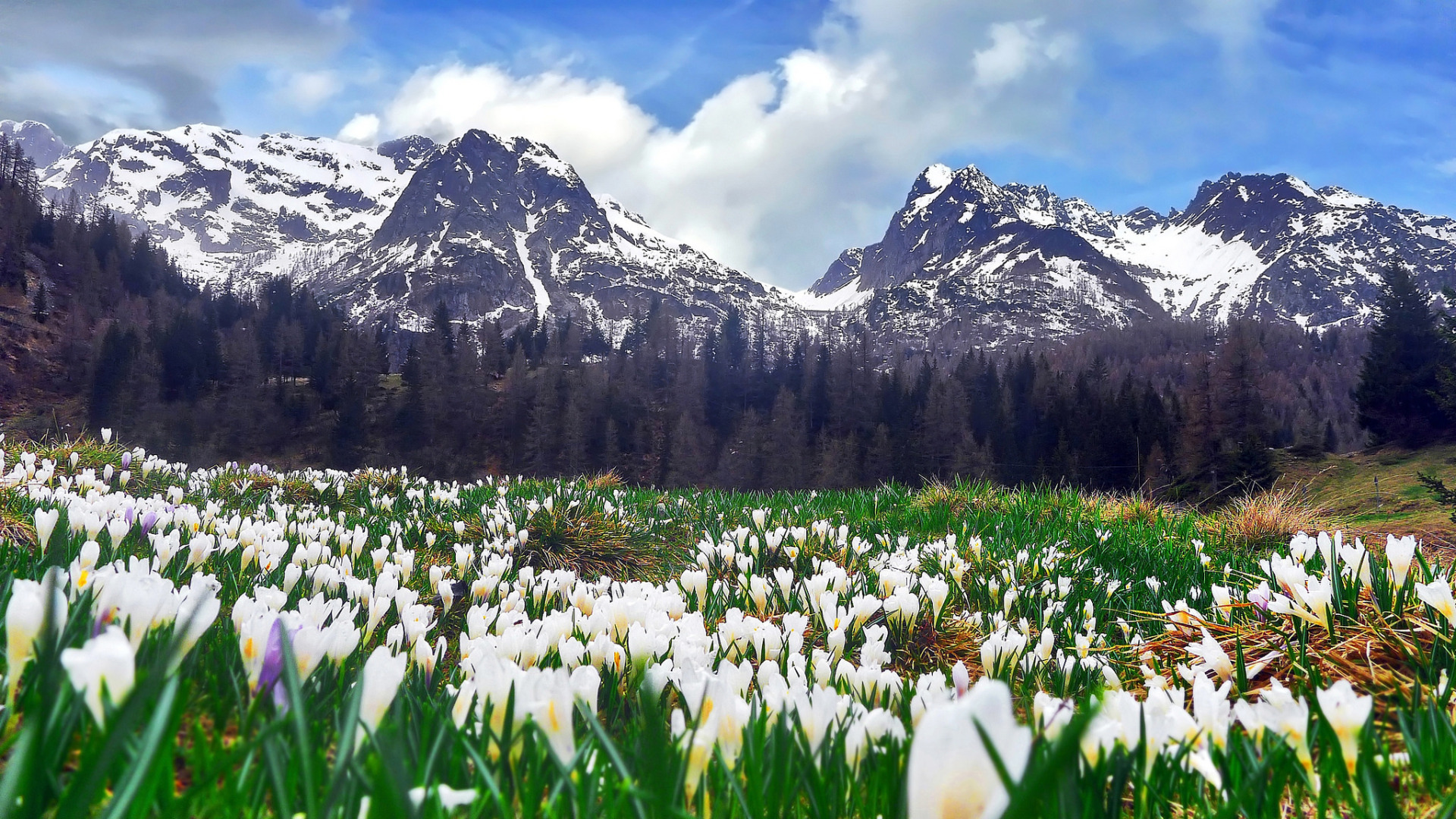 Обои на рабочий стол горы весной. Подснежники Заилийский Алатау. Горные подснежники Киргизии. Крокус горный цветок Эльбрус. Альпийские Луга Киргизии.