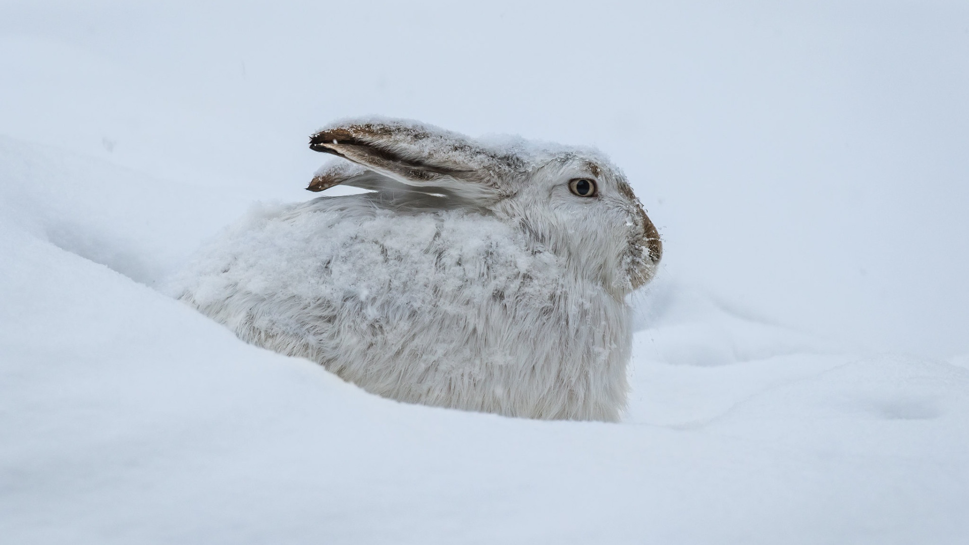 Заяц Беляк в тундре. Заяц Беляк зима. Заяц Беляк зимой. Заяц на снегу.