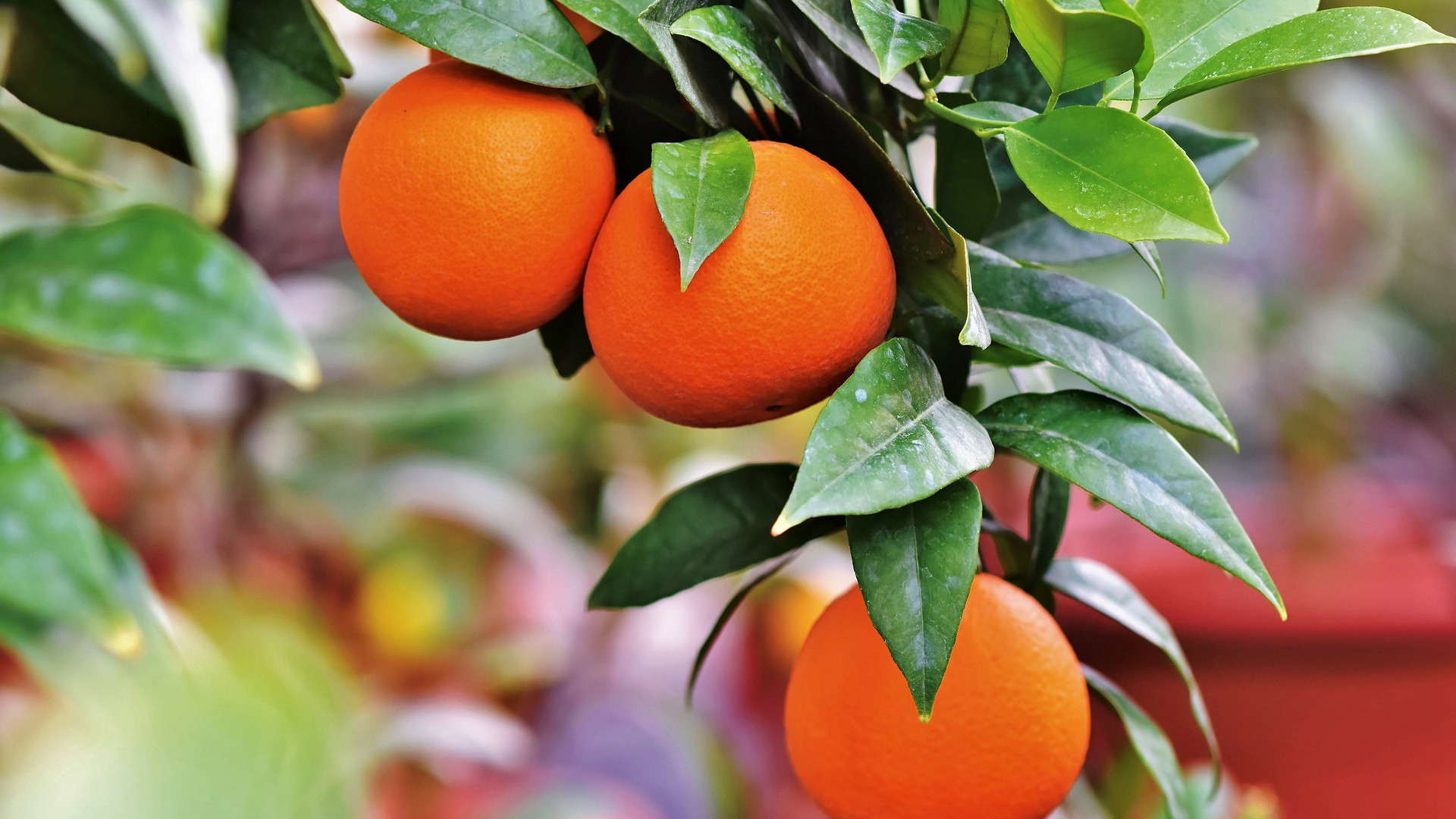На дереве висят мандарины. Померанец оранж. Мандарин померанец. Цитрус мандарин Mandarine. Апельсин цитрусовые.