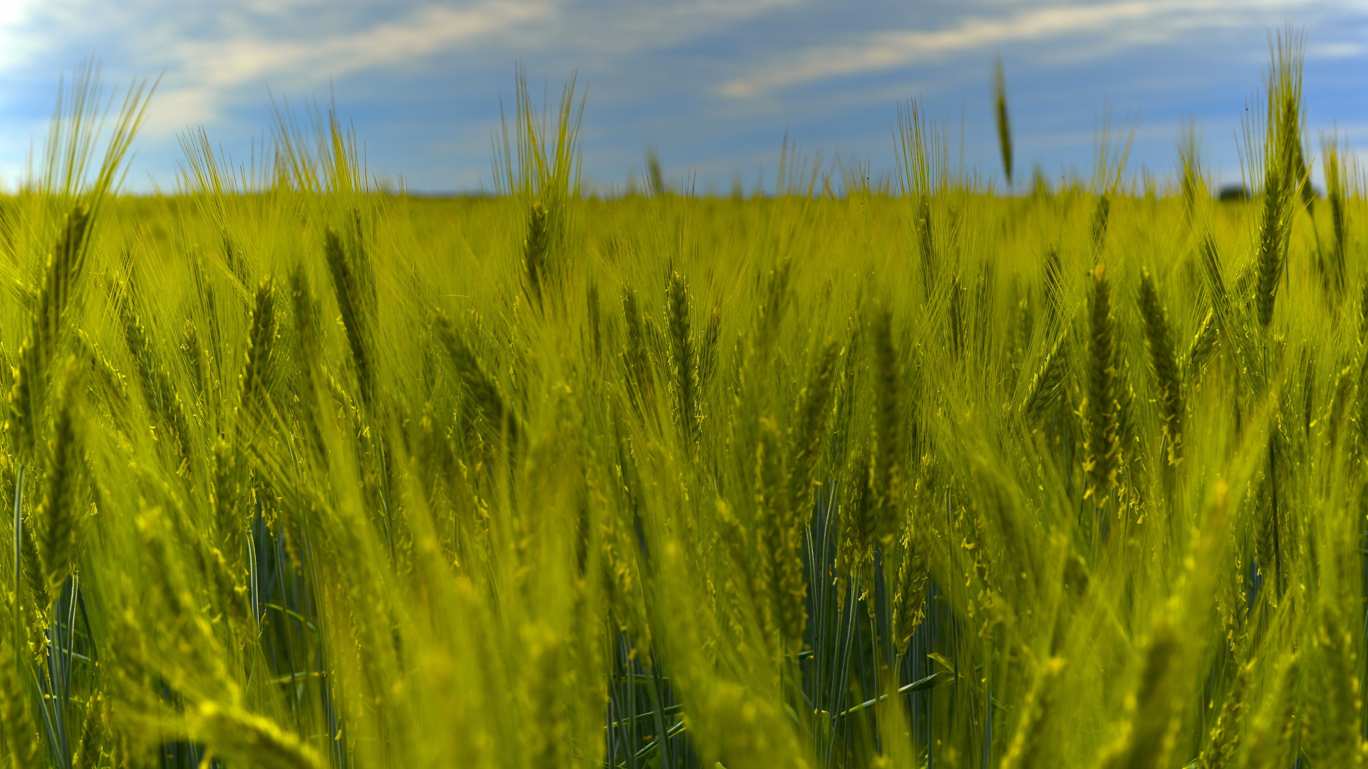 Зеленое жито. Поле пшеницы. Зеленое поле пшеницы. Зеленые колосья. Поле с зелеными колосками.