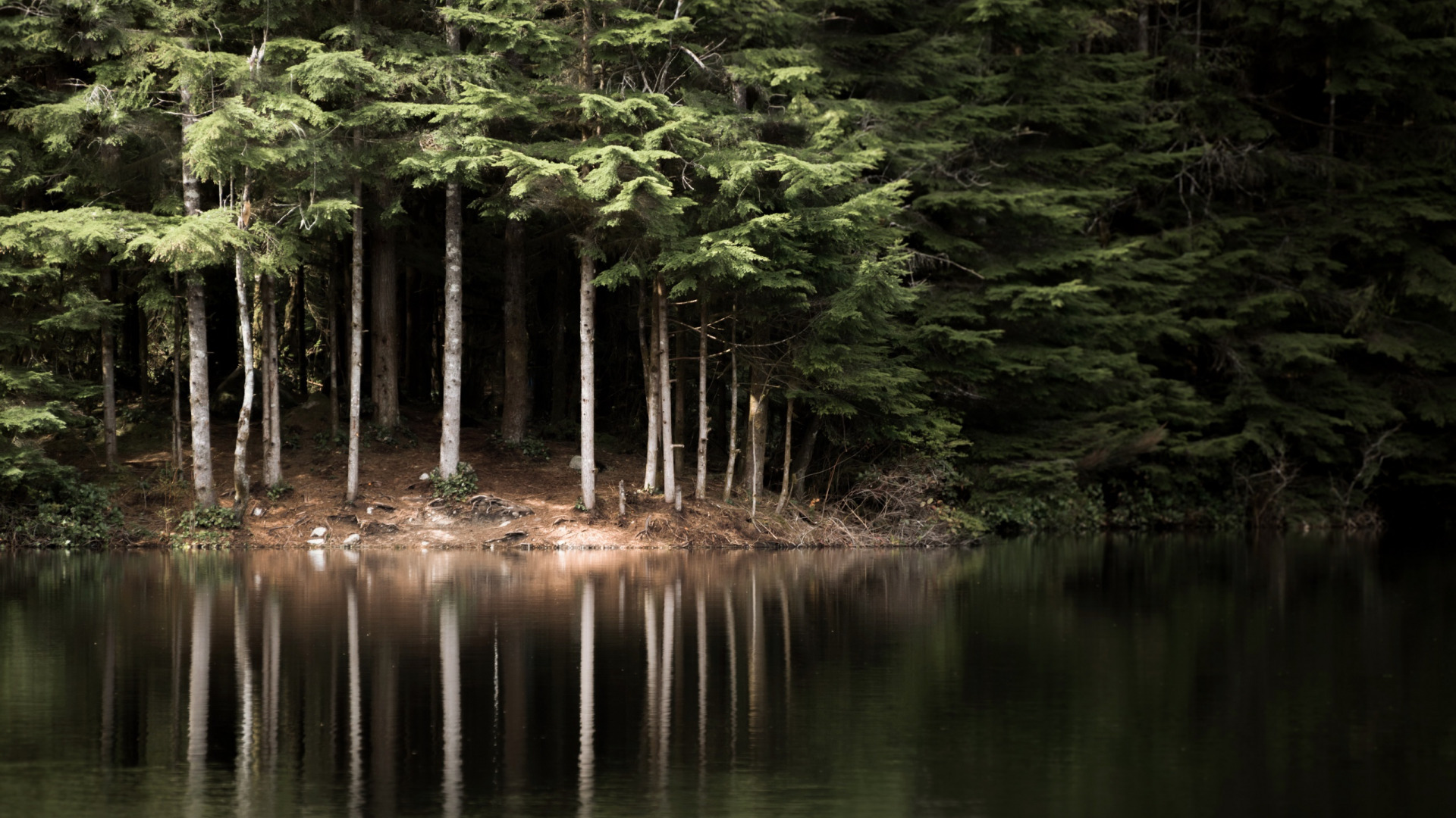 озеро в лесу картинки