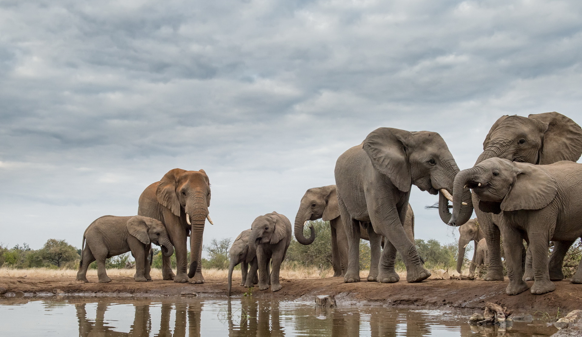 Девять животных. Африканский слон. Слон в Африке. Стая слонов. Природа Африки.