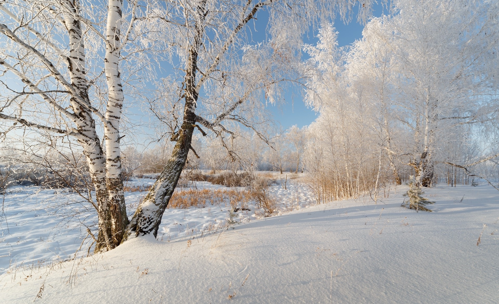 снег ложился на деревья и кусты на скамейки