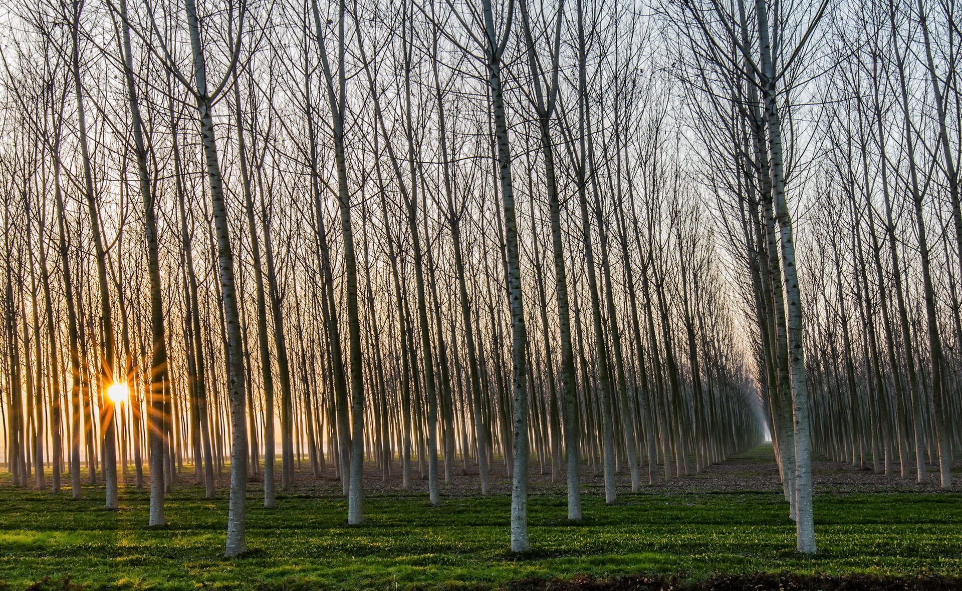 Деревья утром. Birch Forest Hills. Birch Tree Light. Birch snag on the background of Sunset.