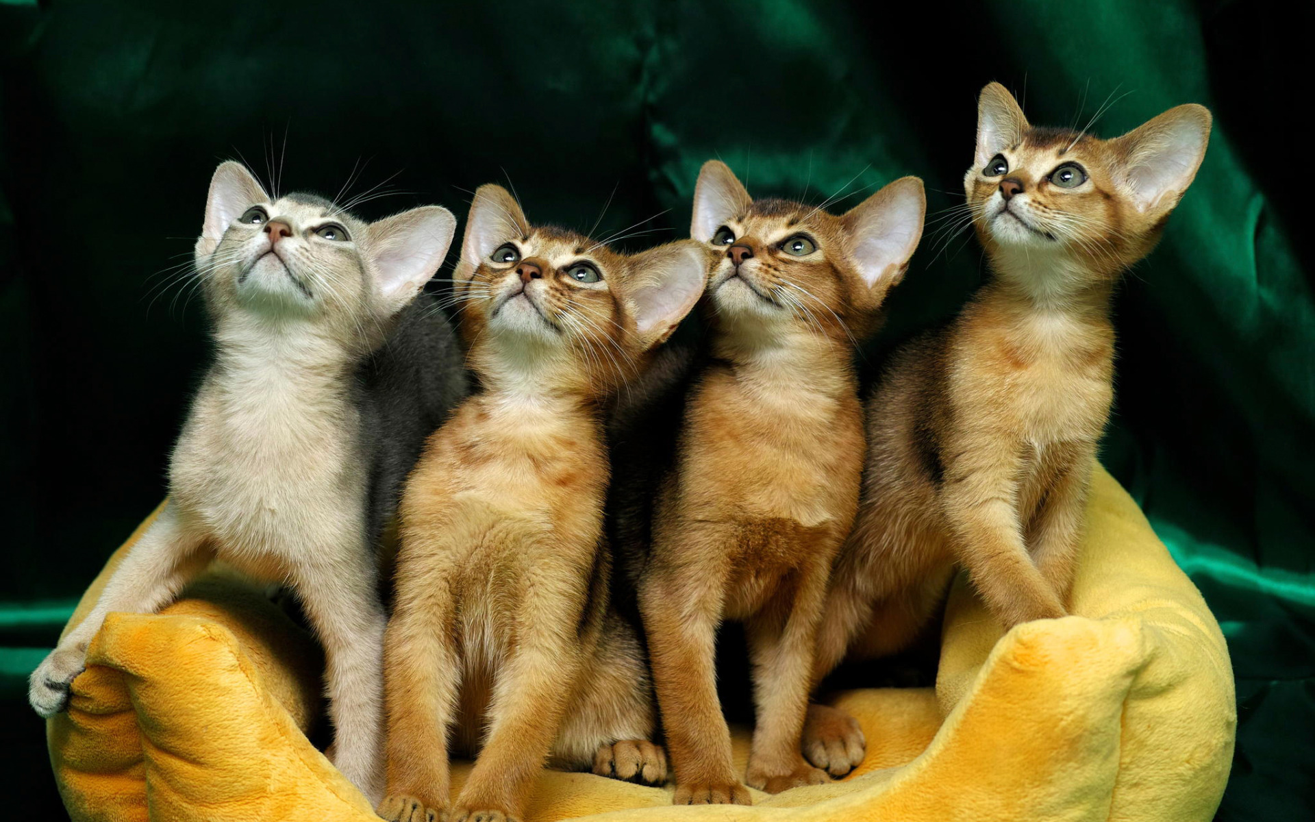 Группы про кошек. Сиамская и Абиссинская кошка. Абиссинский кот. Веселые кошки. Смешные котята.