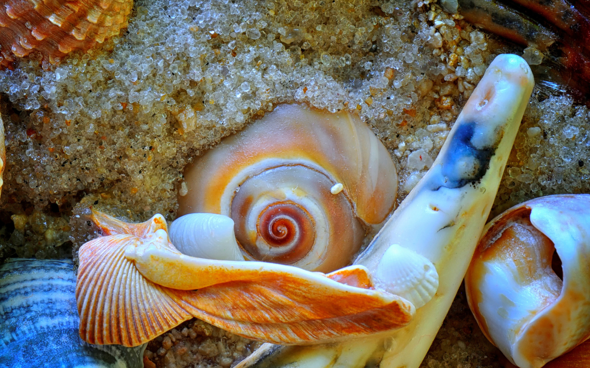 Большие моллюски в раковине. Морская Жемчужница моллюск. Моллюск Акойя жемчуг. Мурексы моллюски. Моллюск без раковины в черном море.