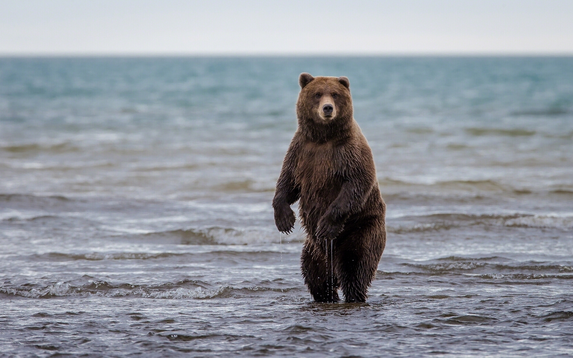 Обои медведь, Аляска, Alaska, стойка, гризли, Lake Clark National Park,  озеро Кларк на телефон и рабочий стол, раздел животные, разрешение  1920x1200 - скачать