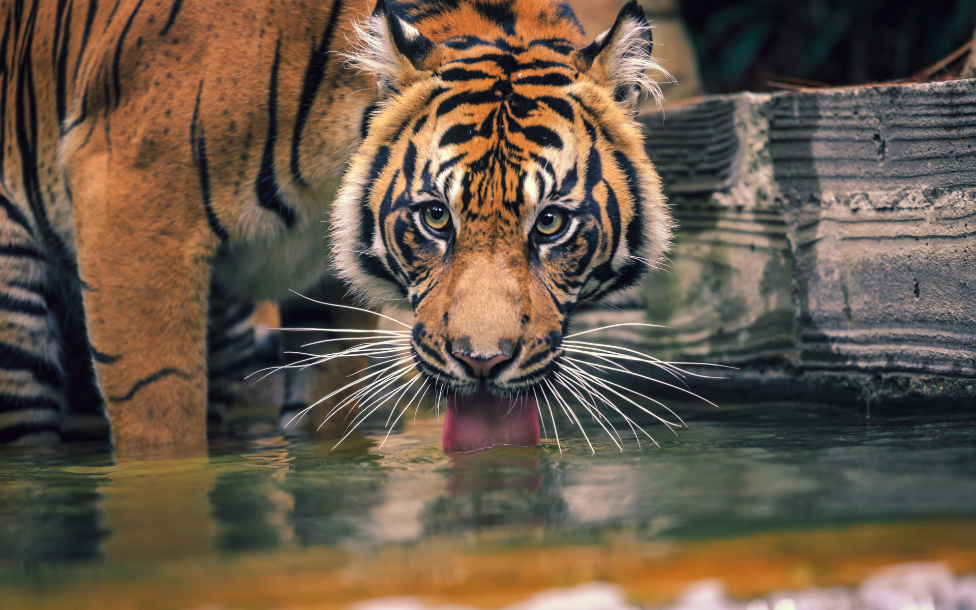 Тигр обои. Уссурийский тигр. Тигр пьет воду. Тигр на водопое.