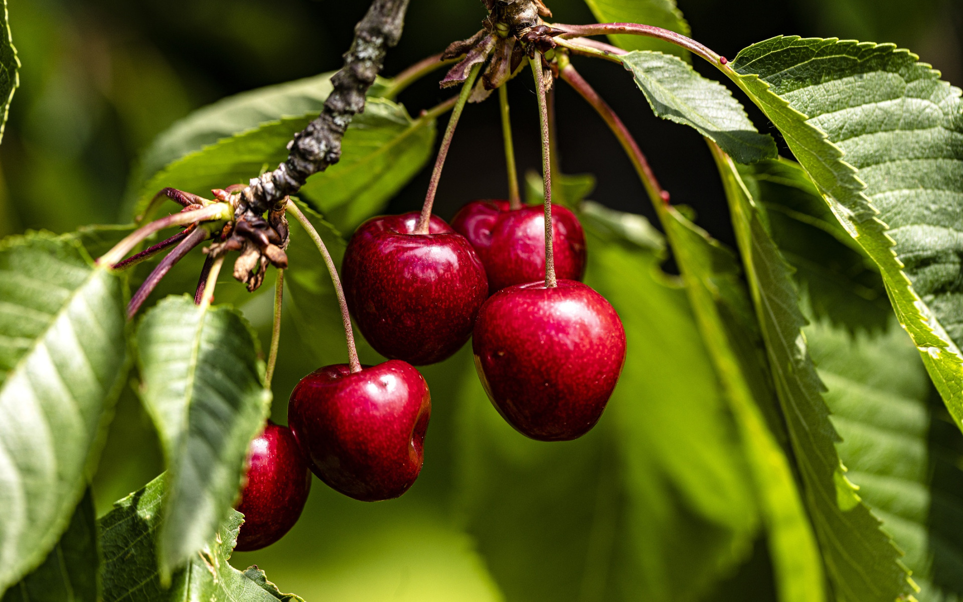 цветение вишни. вишня мелкопильчатая. черешня висит. цветущая вишня. ветка цветущей вишни.