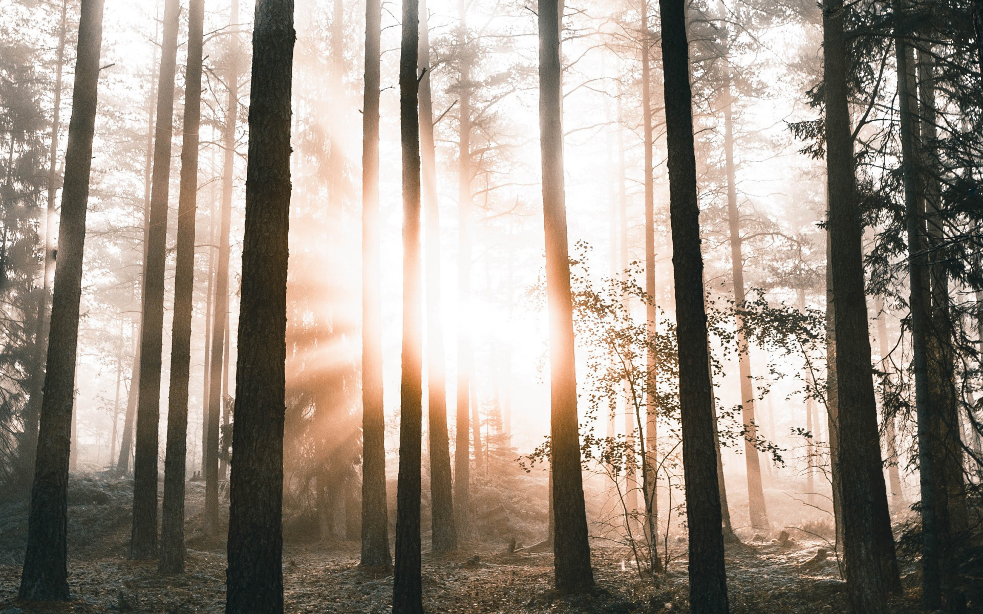 "Солнце в лесу". Солнечный лес. Лучи солнца в лесу. Фреска лес в тумане. Лес солнце и звезды