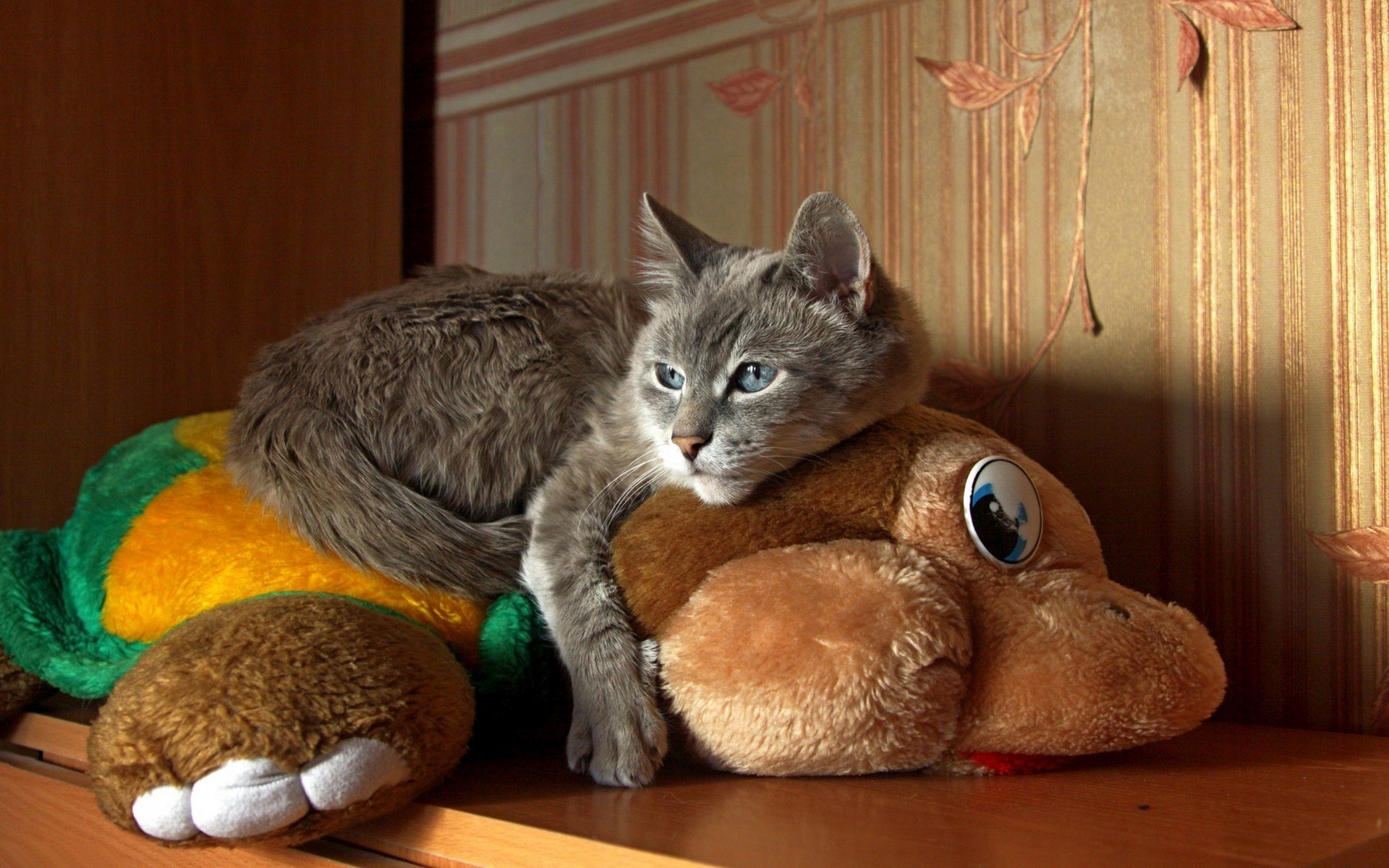 Любимая игрушка кошки. Игрушка котик. Игрушка для кошки. Игрушка «котенок». Смешные кошки.