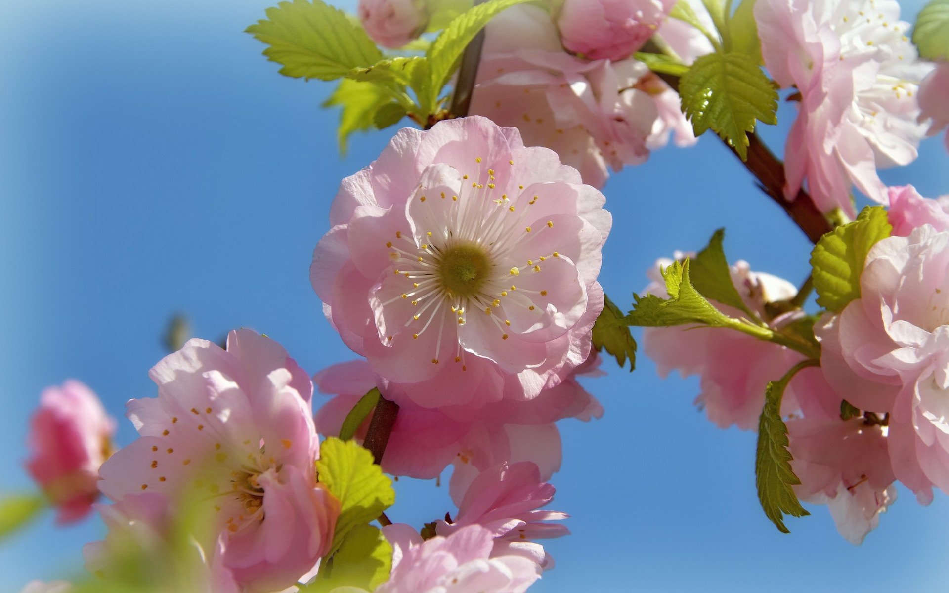 С весенними праздниками картинки красивые. Майские цветы. Яблоневый цвет. Яблони в цвету.
