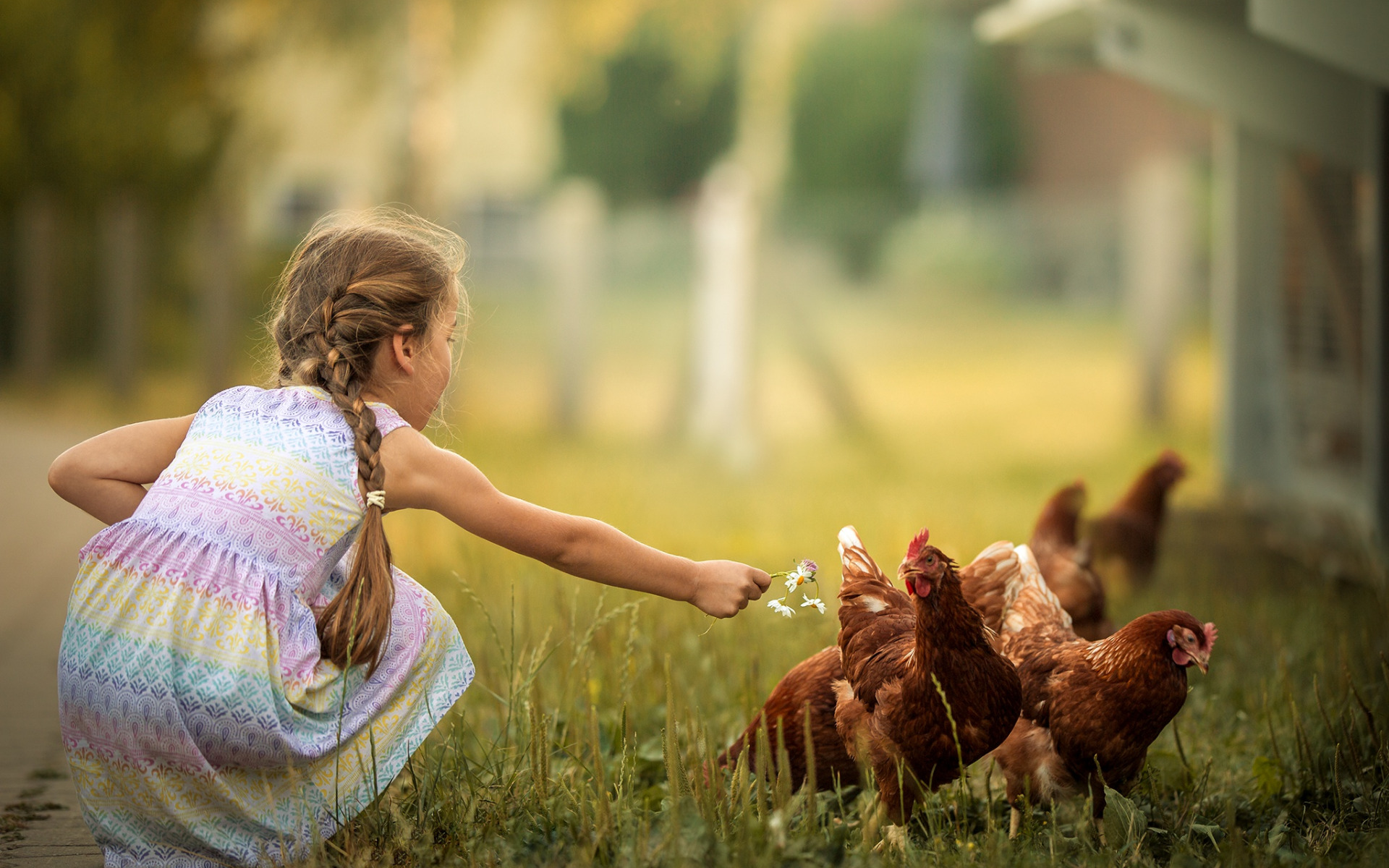 Дети кормят цыплят. Девушка с курами. Девочка с курочкой. Цыпленок девочка. Цыпленок для детей.
