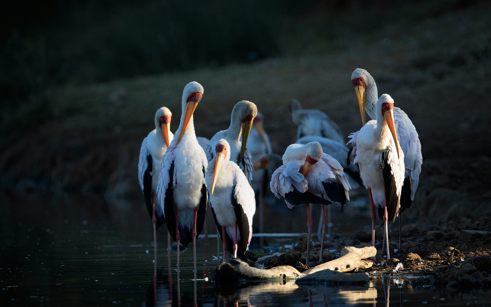 журавль в небе. элегантные птицы. стая цапель. танцующие цапли. полет журавлей.