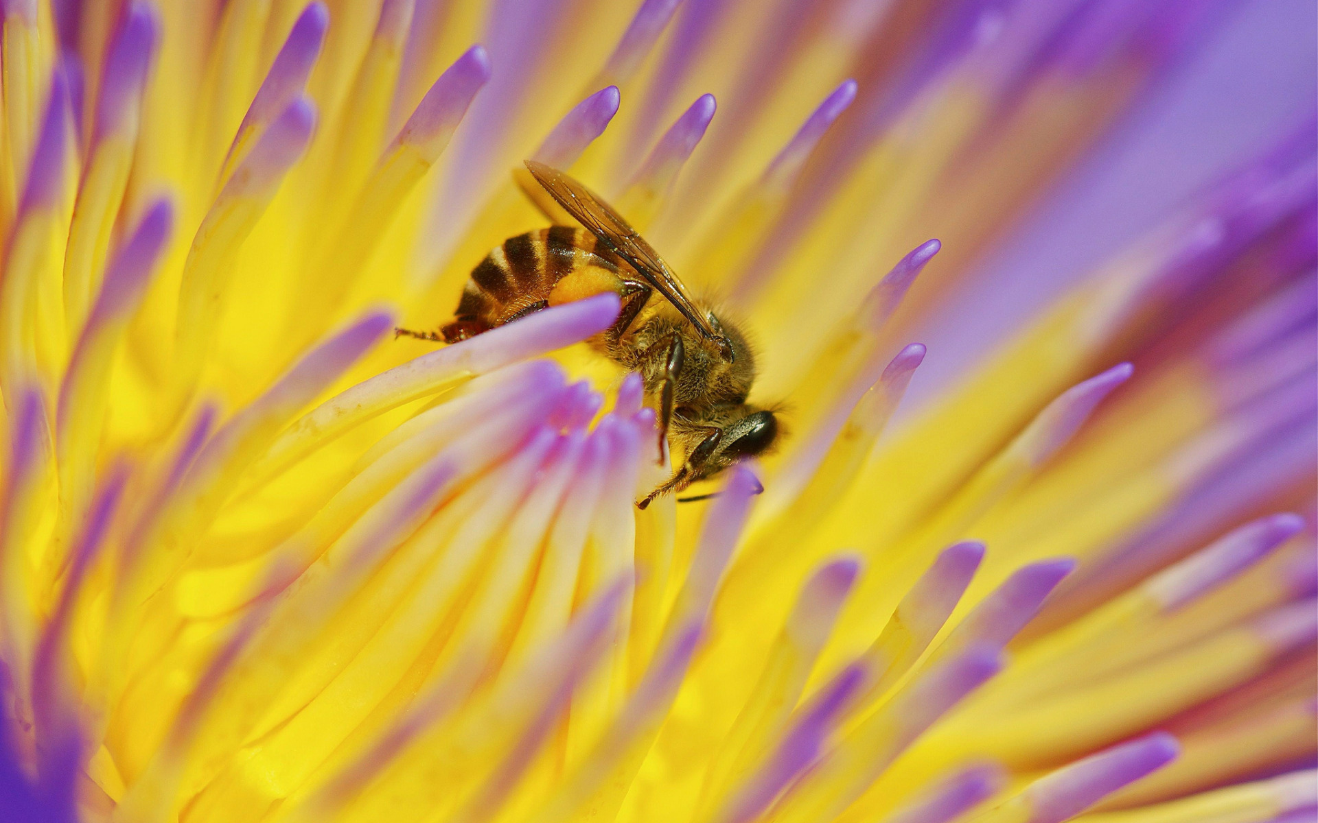 Пчела питается нектаром. Пчела. Пчёлка на цветке. Пчела на цветке. Фон пчелы.