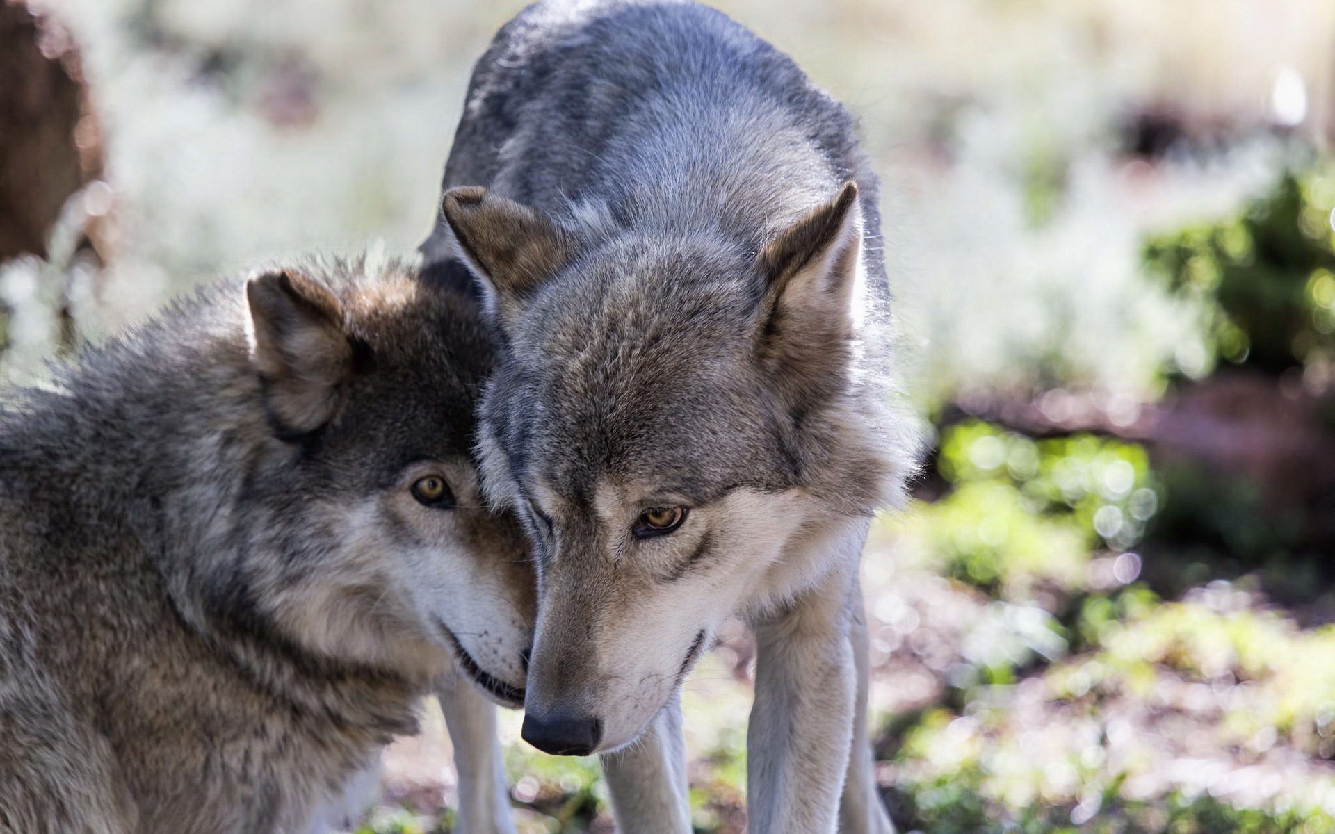 Хорошие качества волков. Canis Lupus cubanensis. Волк переярок. Волк и волчица. Волк обои.