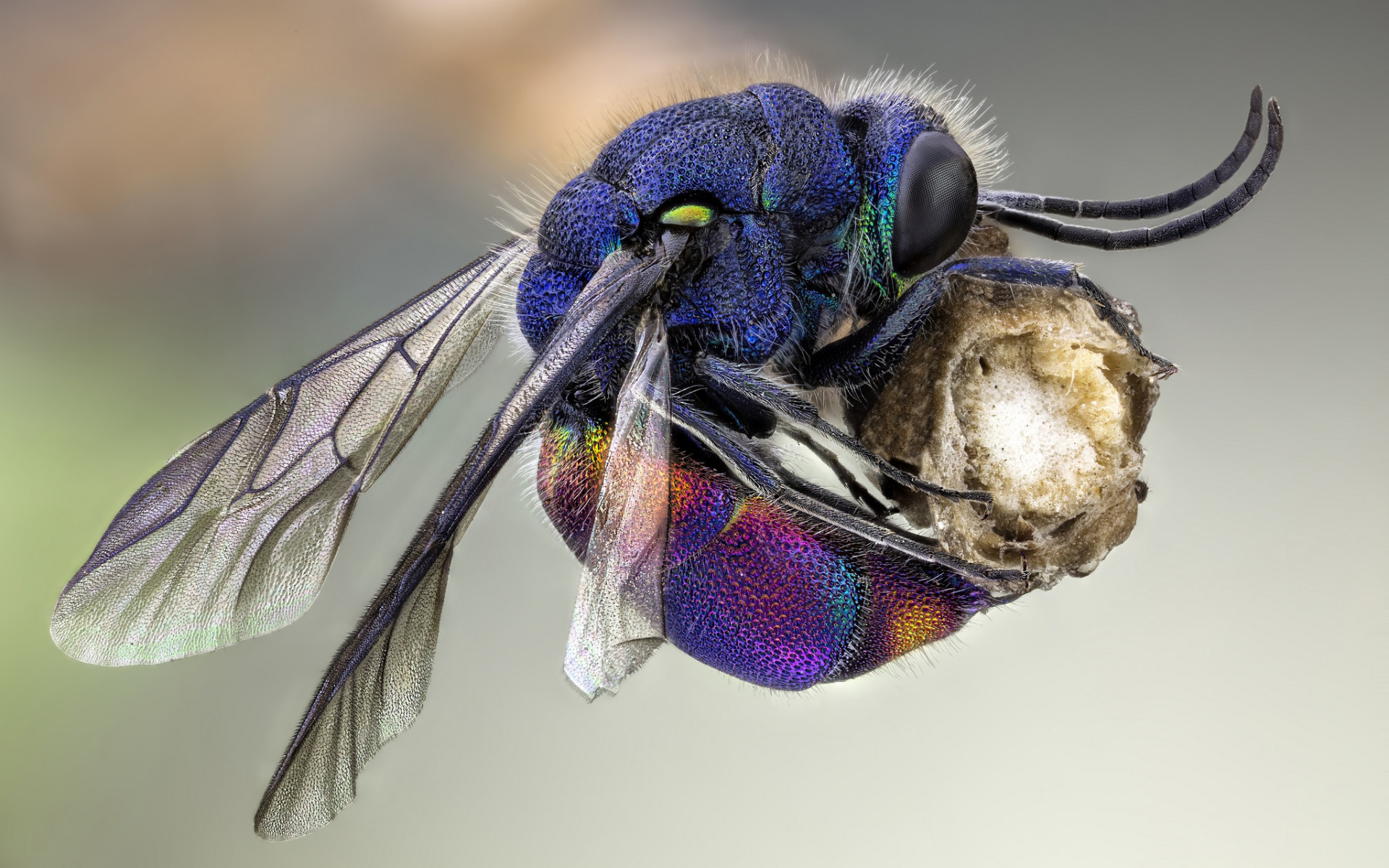 Оса есть муху. Шмель пчела Оса Шершень. Муха Шершень. Оса макро. Cuckoo Wasp.