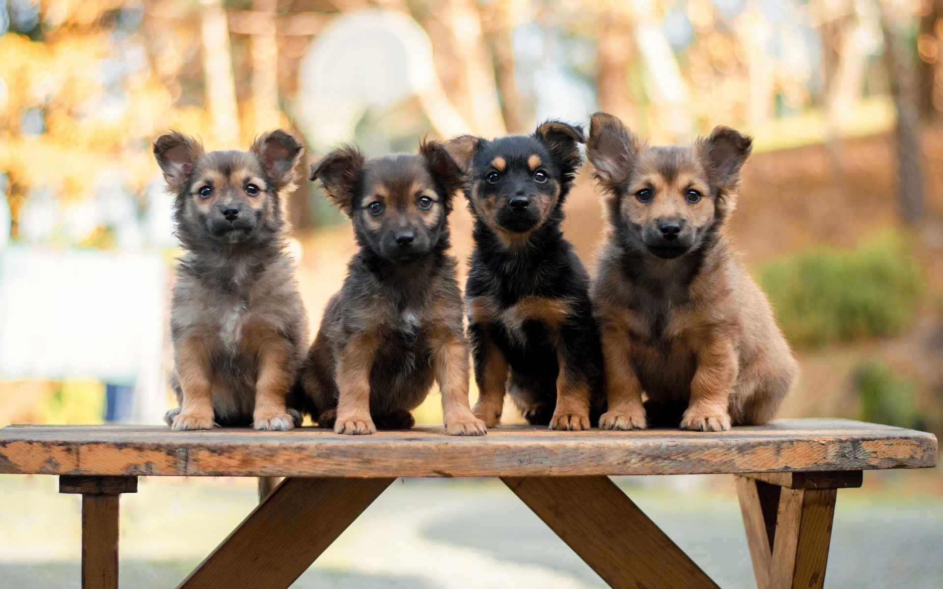 PAWSitively Petland Radio Show - Bullmastiff, Socializing Dogs, Primal Treats -