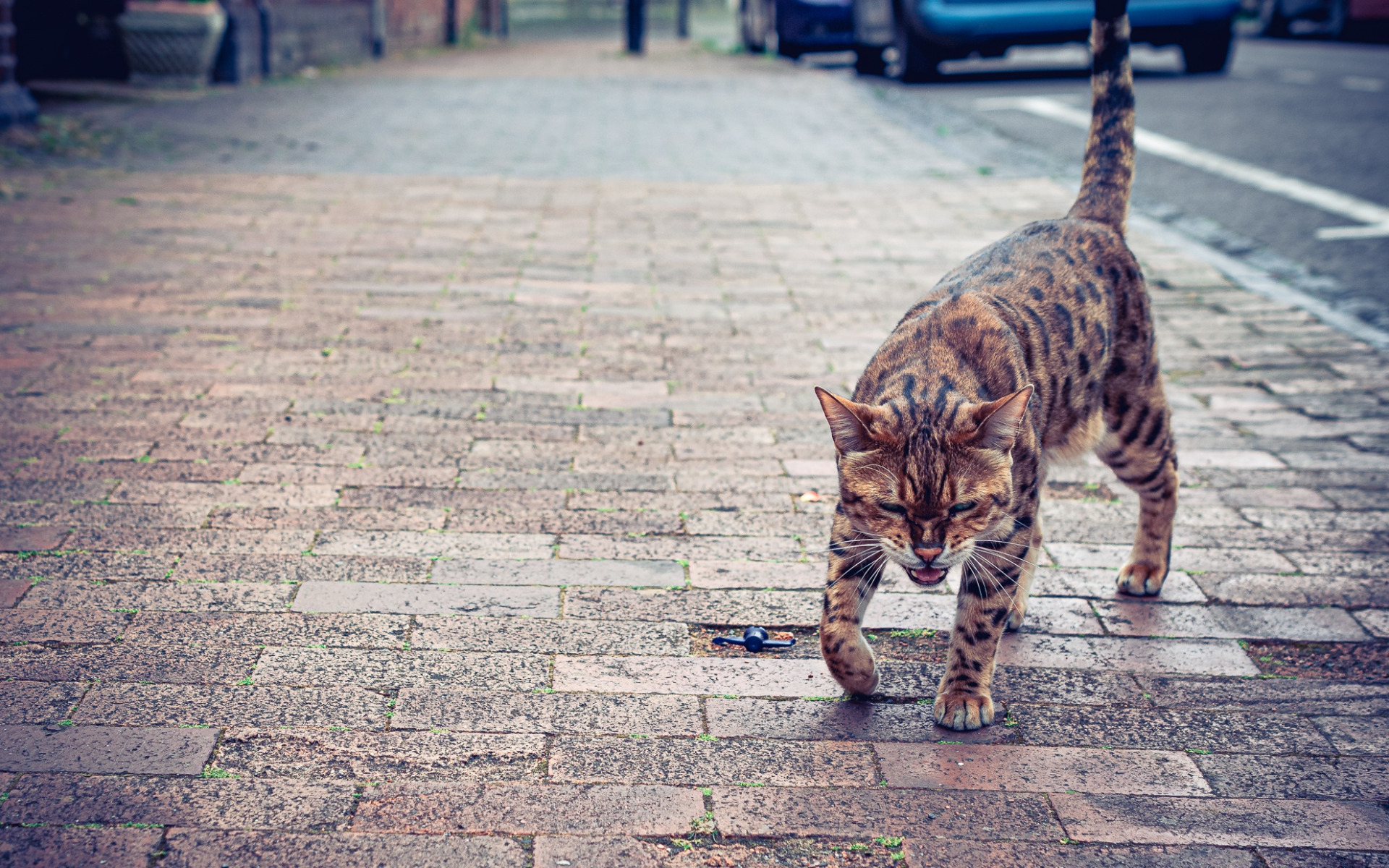 Hello street cat live. Кот на улице. Изображения котов на улицах. Кот в полный рост на улице. Армянские коты на улице.