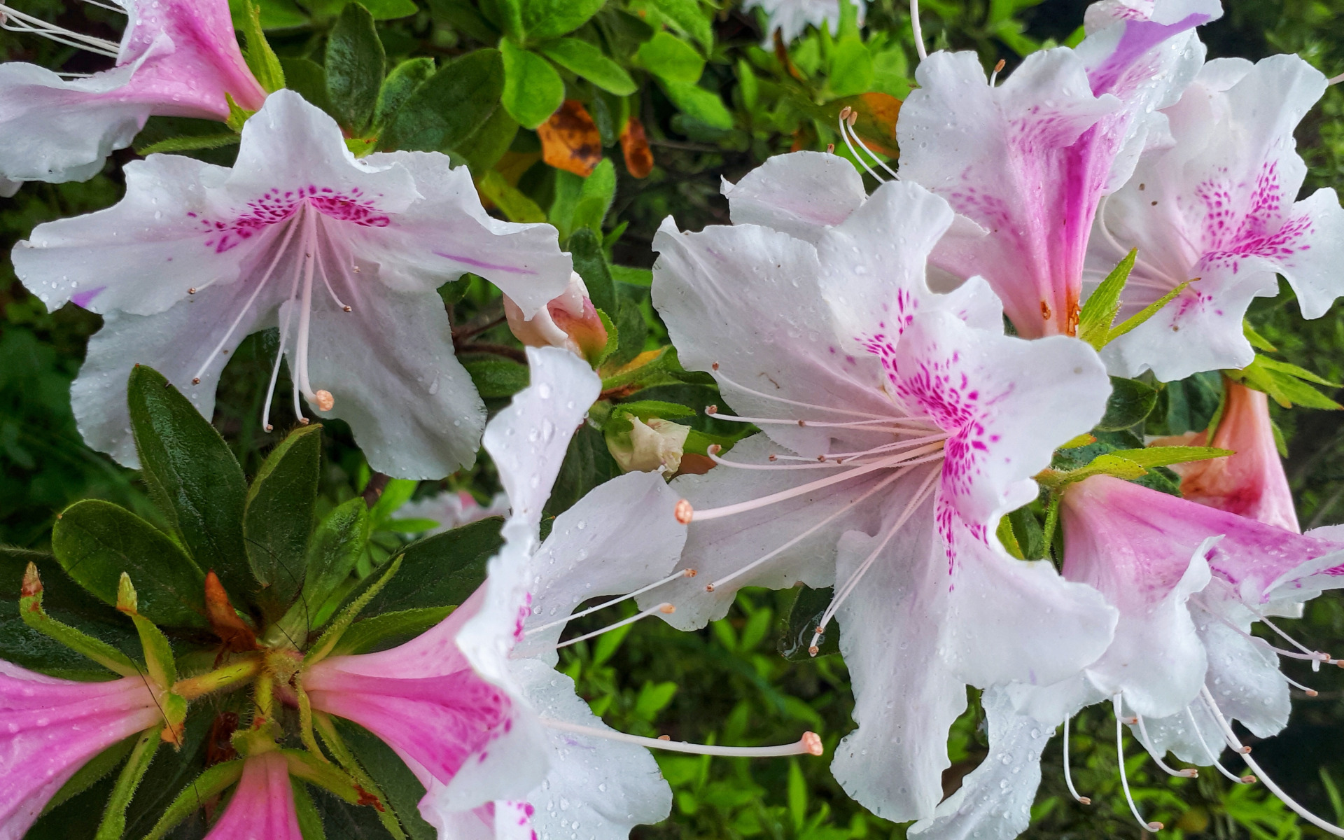 цветы, природа, flower, азалия, Red flower