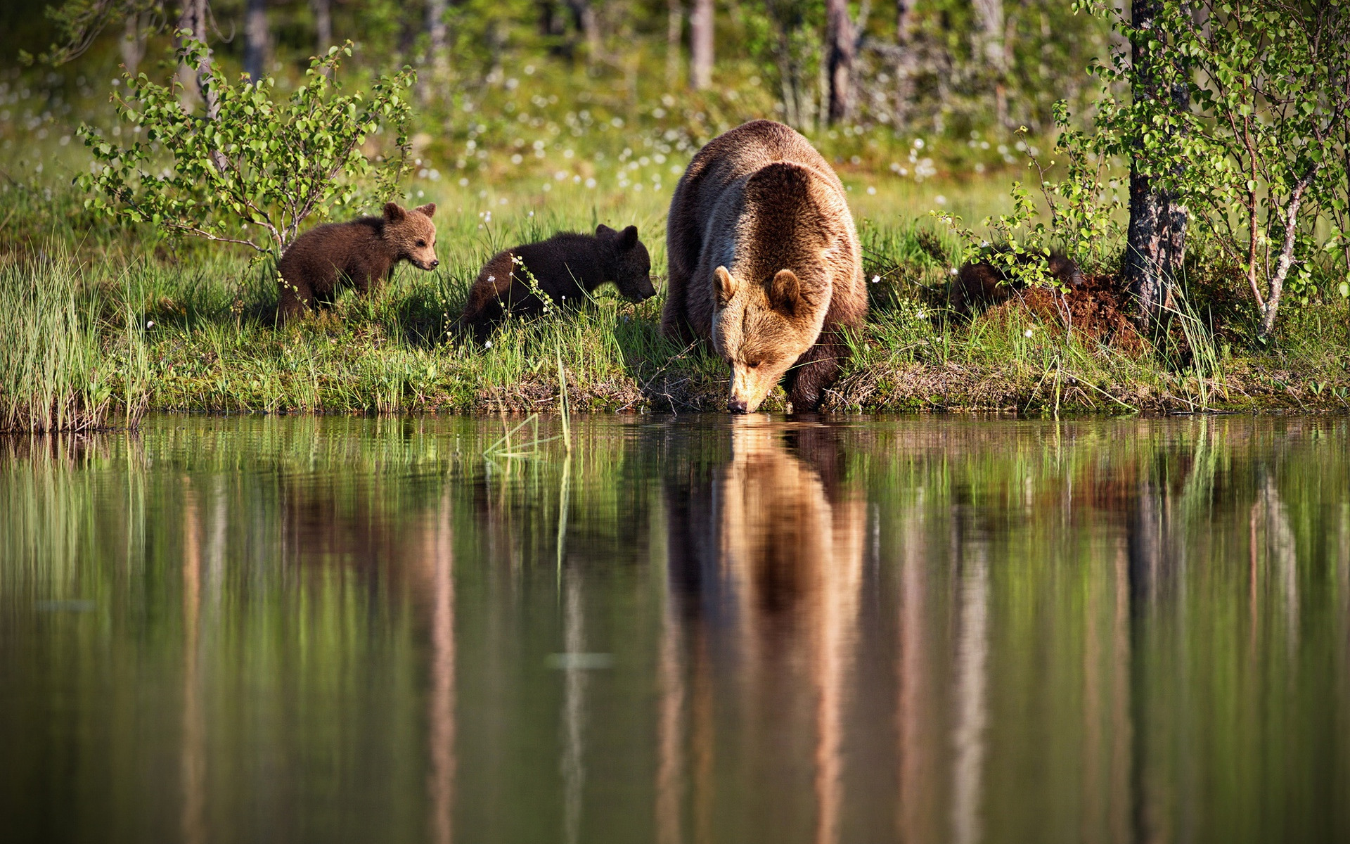 Дика карелия дика. Река Медведица медведи. Природа с животными. Животные в лесу. Животные водоемов.
