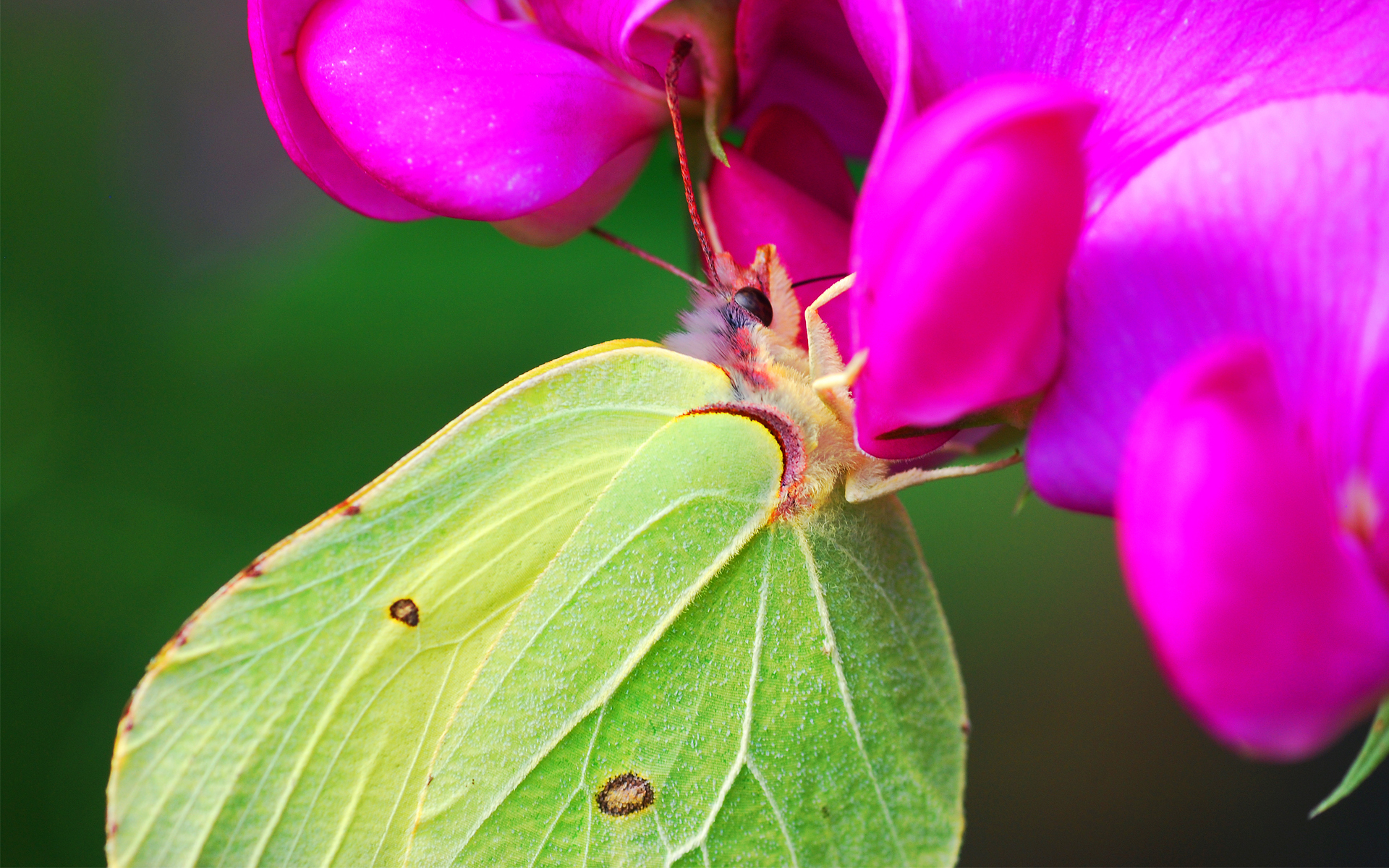 Цветок бабочка зеленый. Бабочка Макросъемка. Розовые бабочки. Розовые бабочки в природе. Бабочка на цветке.