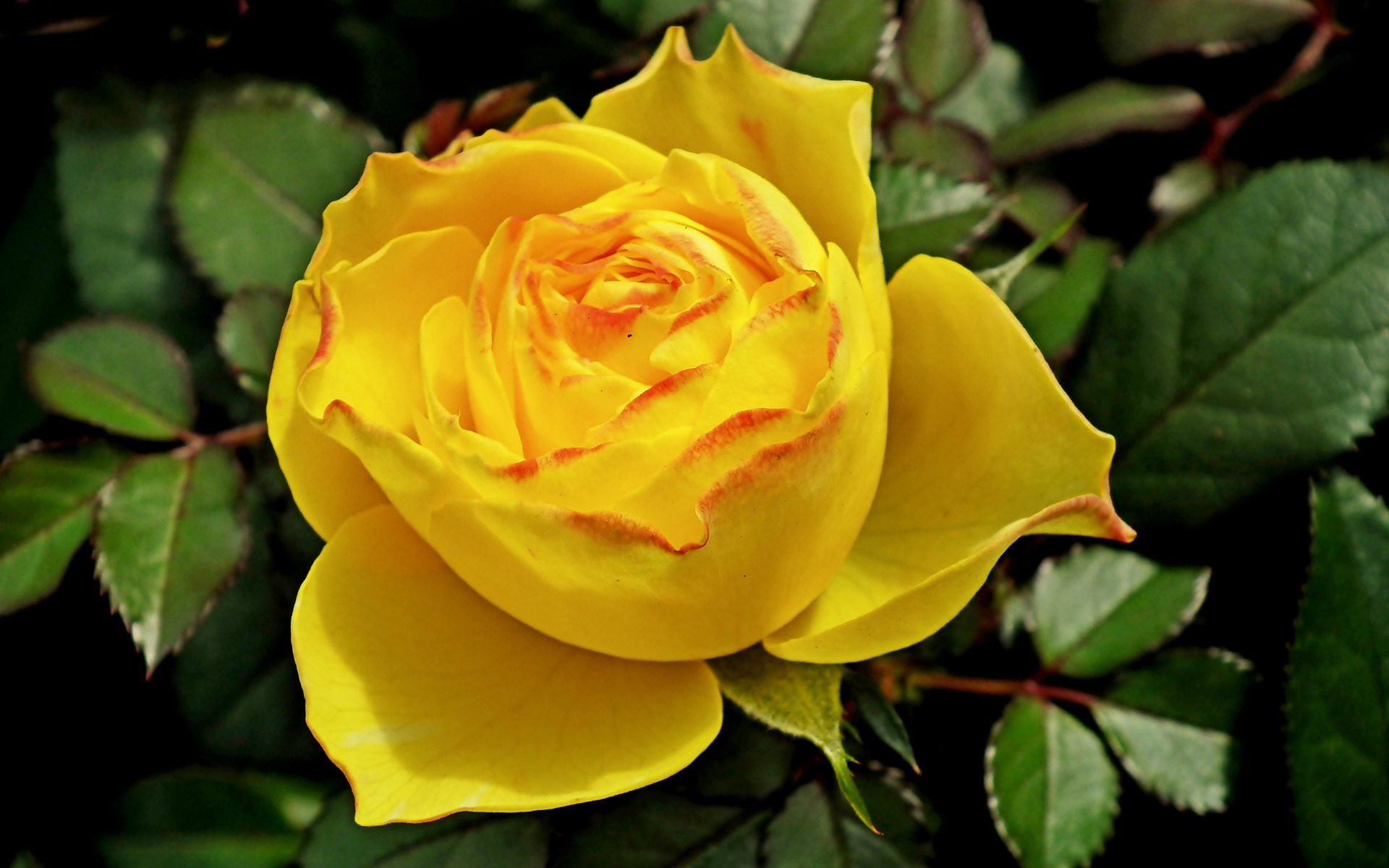 Чайная роза желтая