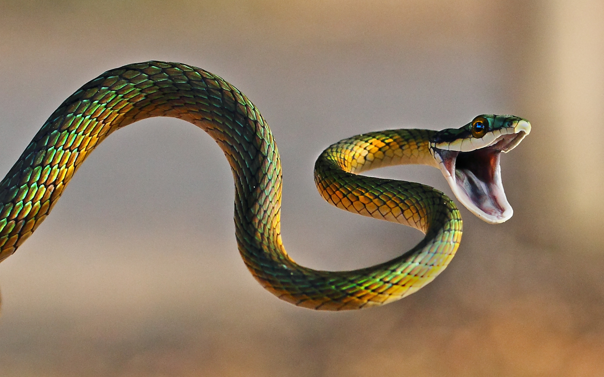 Snakethug. Змея длиннорылая плетевидка. Уж гадюка ,Кобра, питон. Египетский Аспид змея. Змея Тайпан голубая.