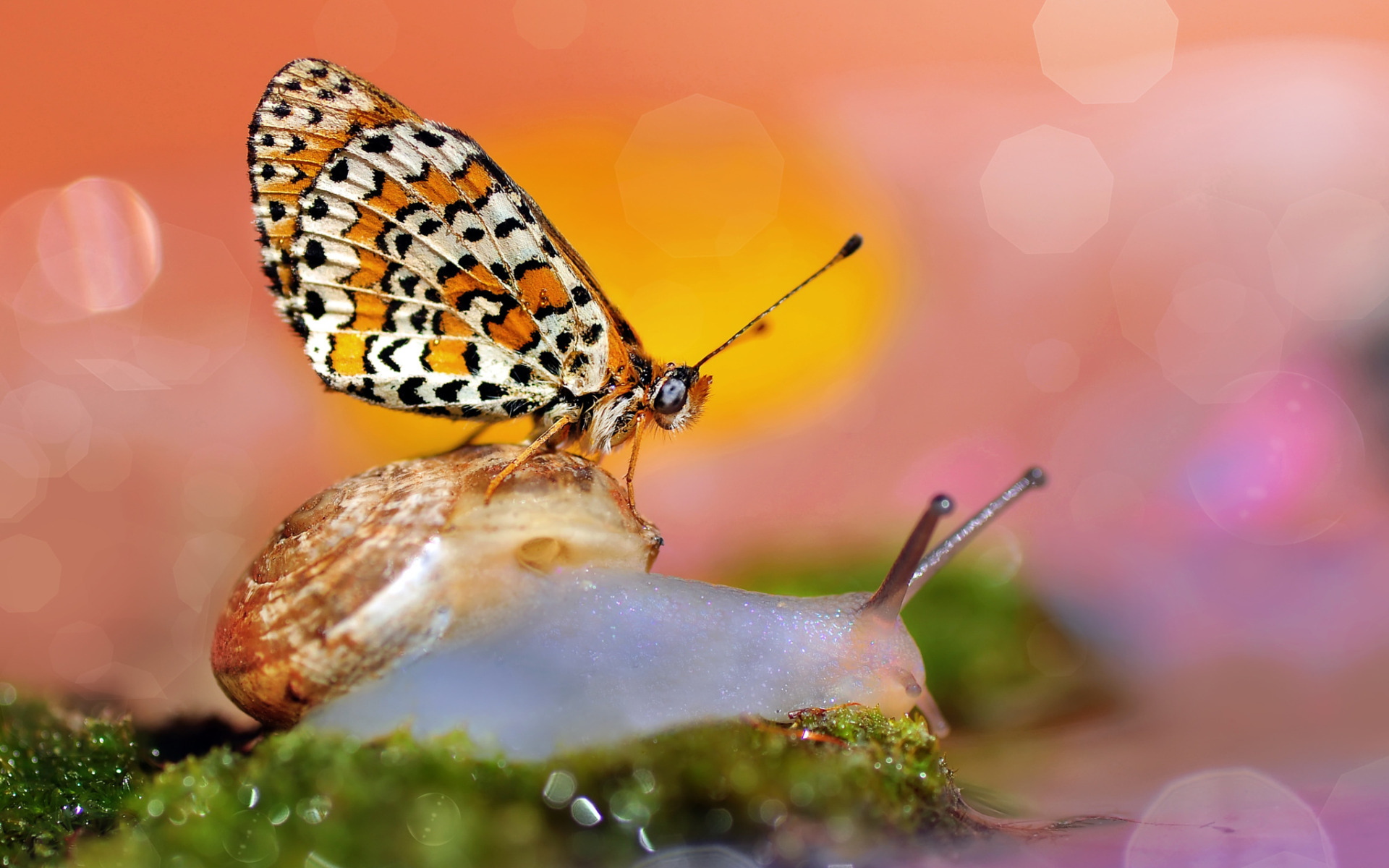 Бабочка Макросъемка. Макросъемка природа. Макрофотографии бабочек.