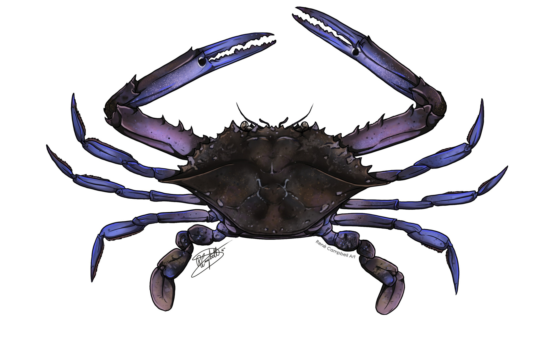 Скачать обои blue, crab, swimmer, раздел рендеринг в разрешении 1920x1200