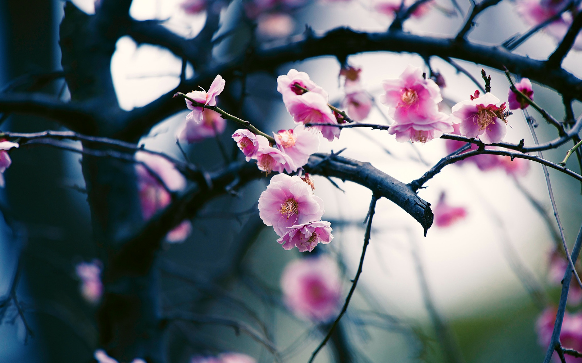 Цветы на ветке. Весеннее цветущее дерево размытое. Цветение боке. Сакура размыто. Весенние ветви деревьев боке.