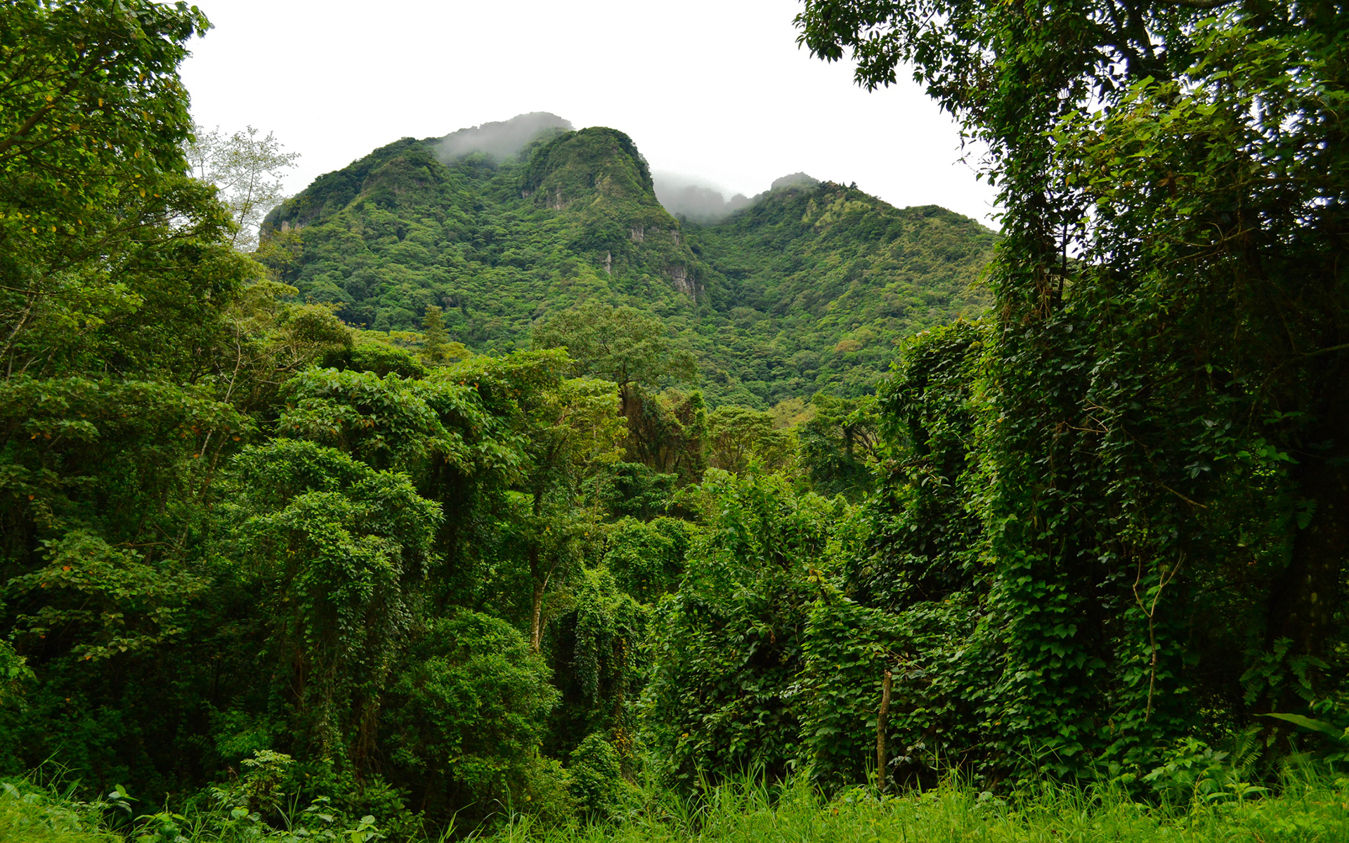 Джангл фото. Джангл. Тропический лес. Джунгли деревья. Поляна в джунглях.