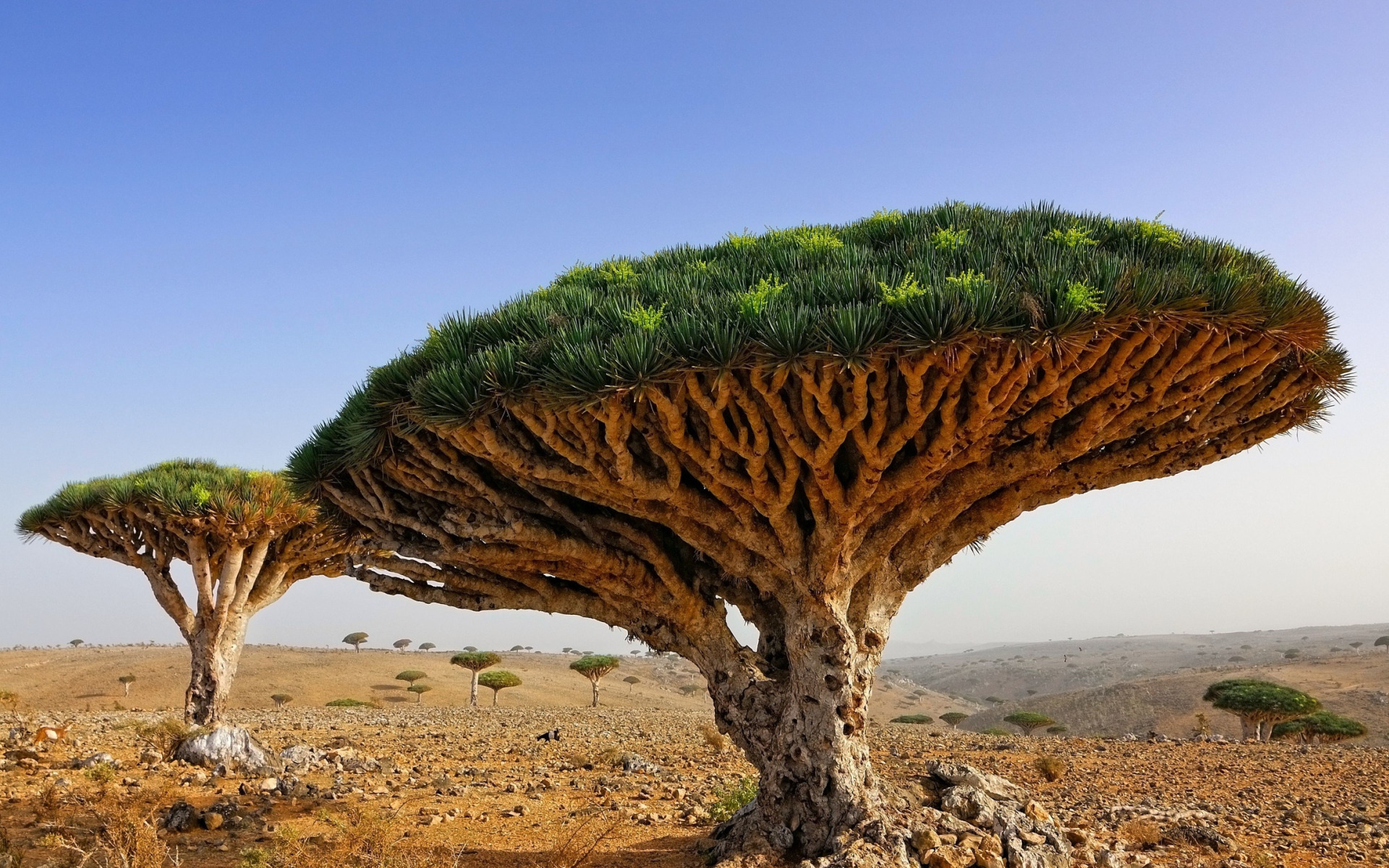 Уникальные и в большинстве. Драконовое дерево Сокотра. Драцена Сокотра. Мадагаскарское драконовое дерево. Дерево-гриб острова Сокотра.