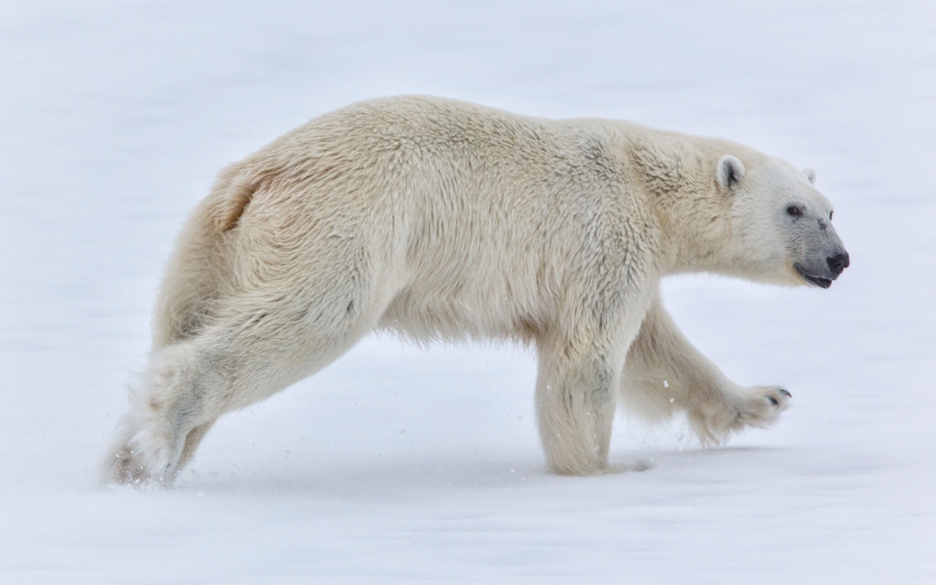 Белый медведь бег. Норвегия Шпицберген медведь. Белый медведь. Полярный медведь. Белый медведь бежит.