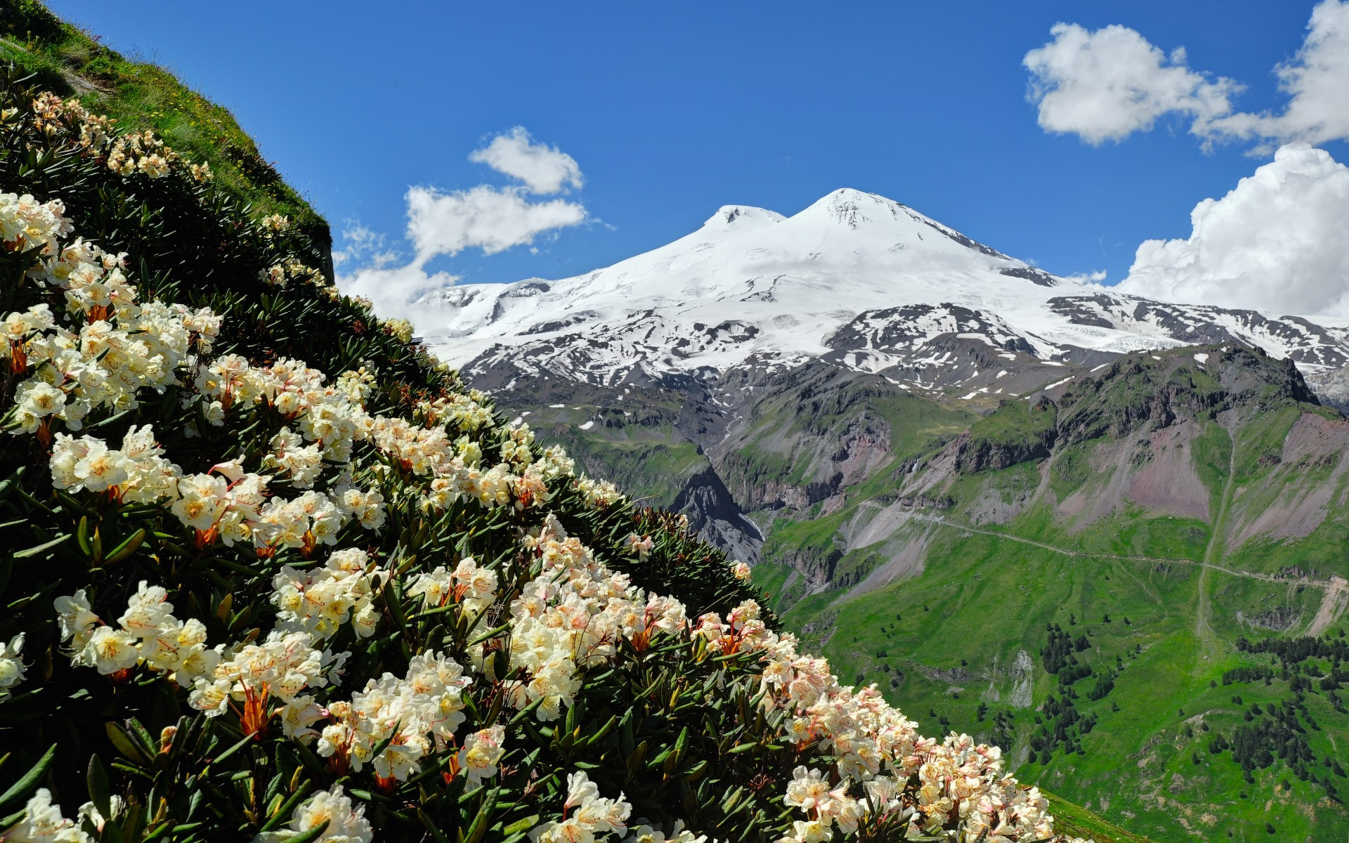 Рододендрон Кабардино Балкария