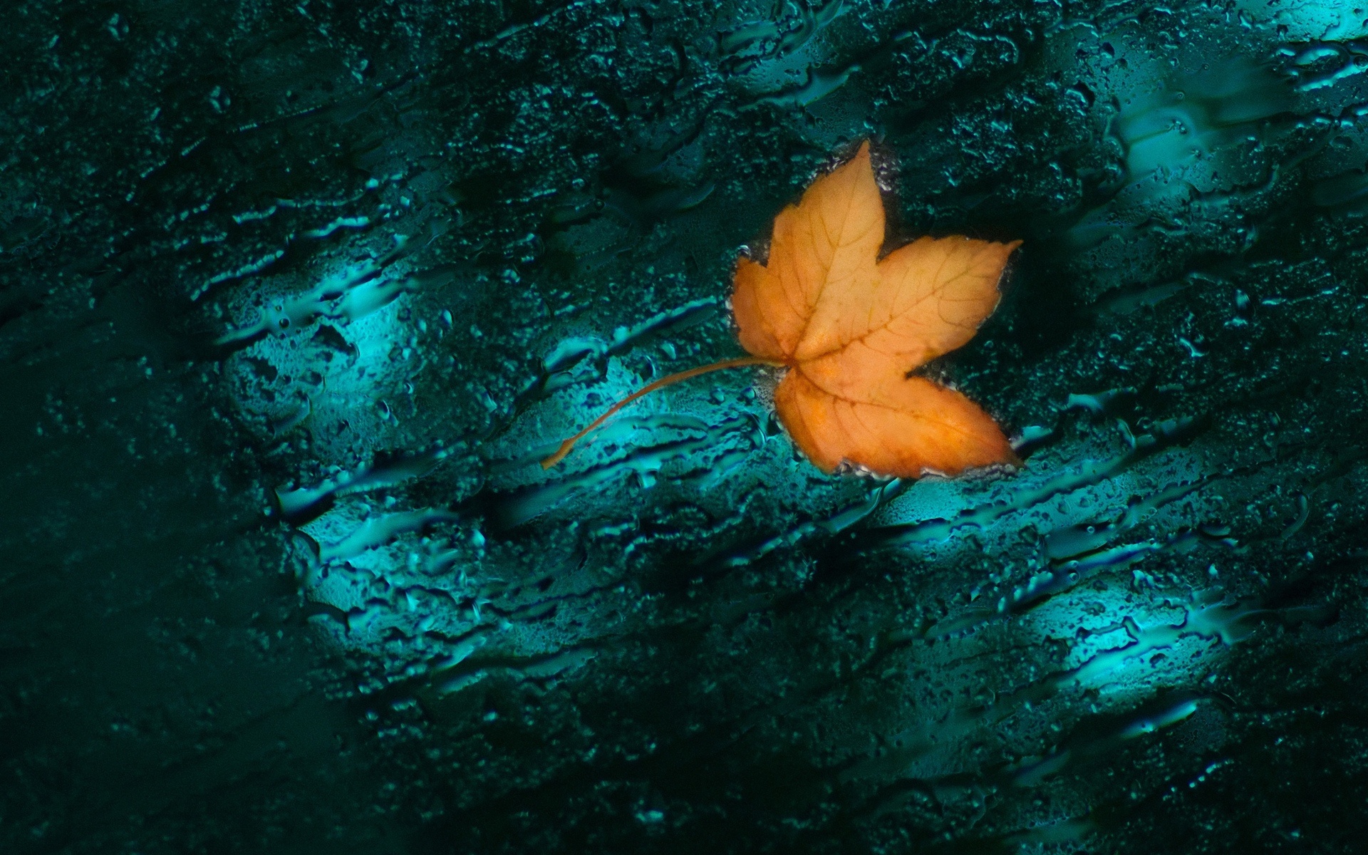 Попав в листья вода с поверхности. Листья на воде. Листик на воде. Осенние листья на воде. Бирюзовая осень.