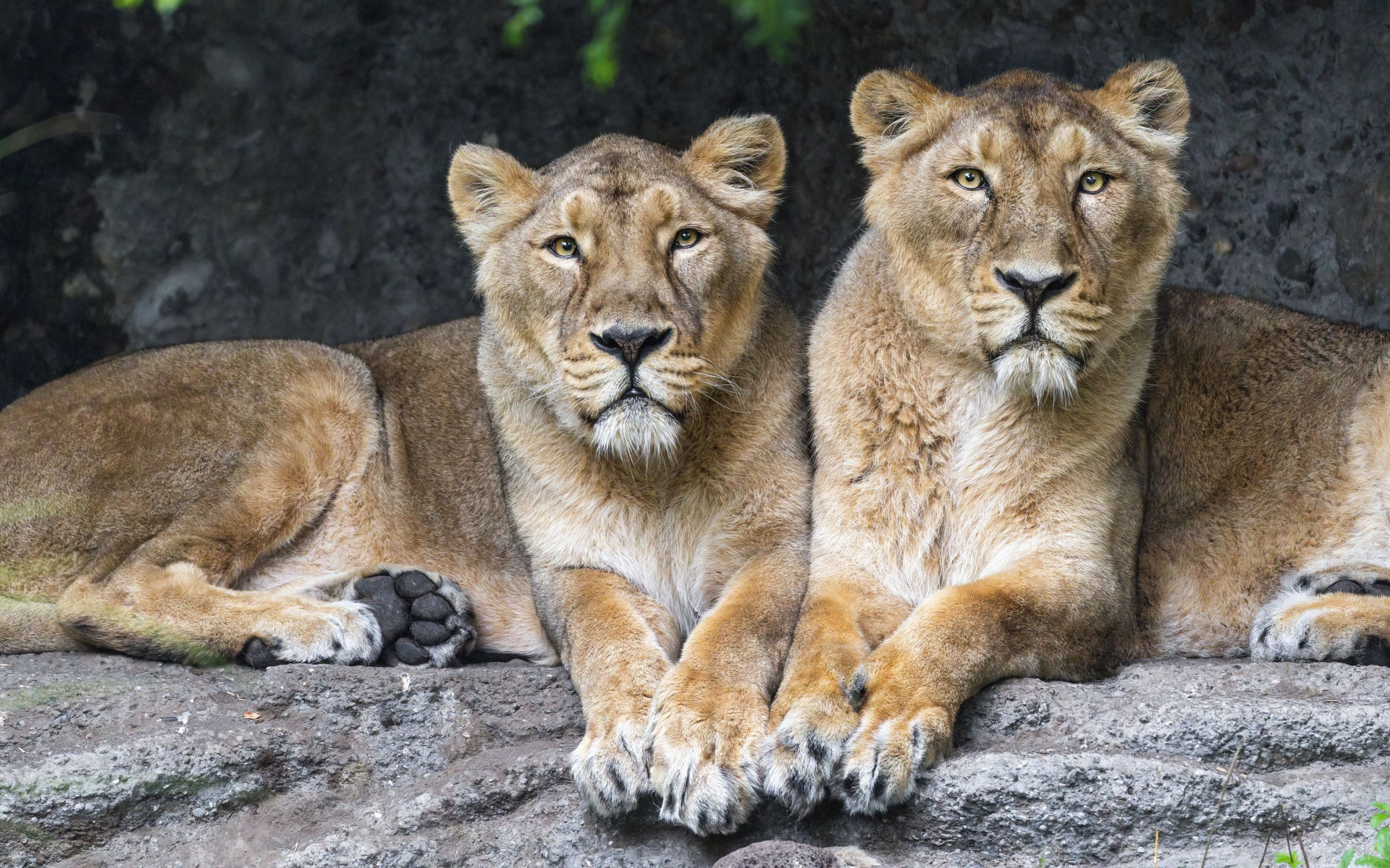 animal, Lions, big cats, lionesses