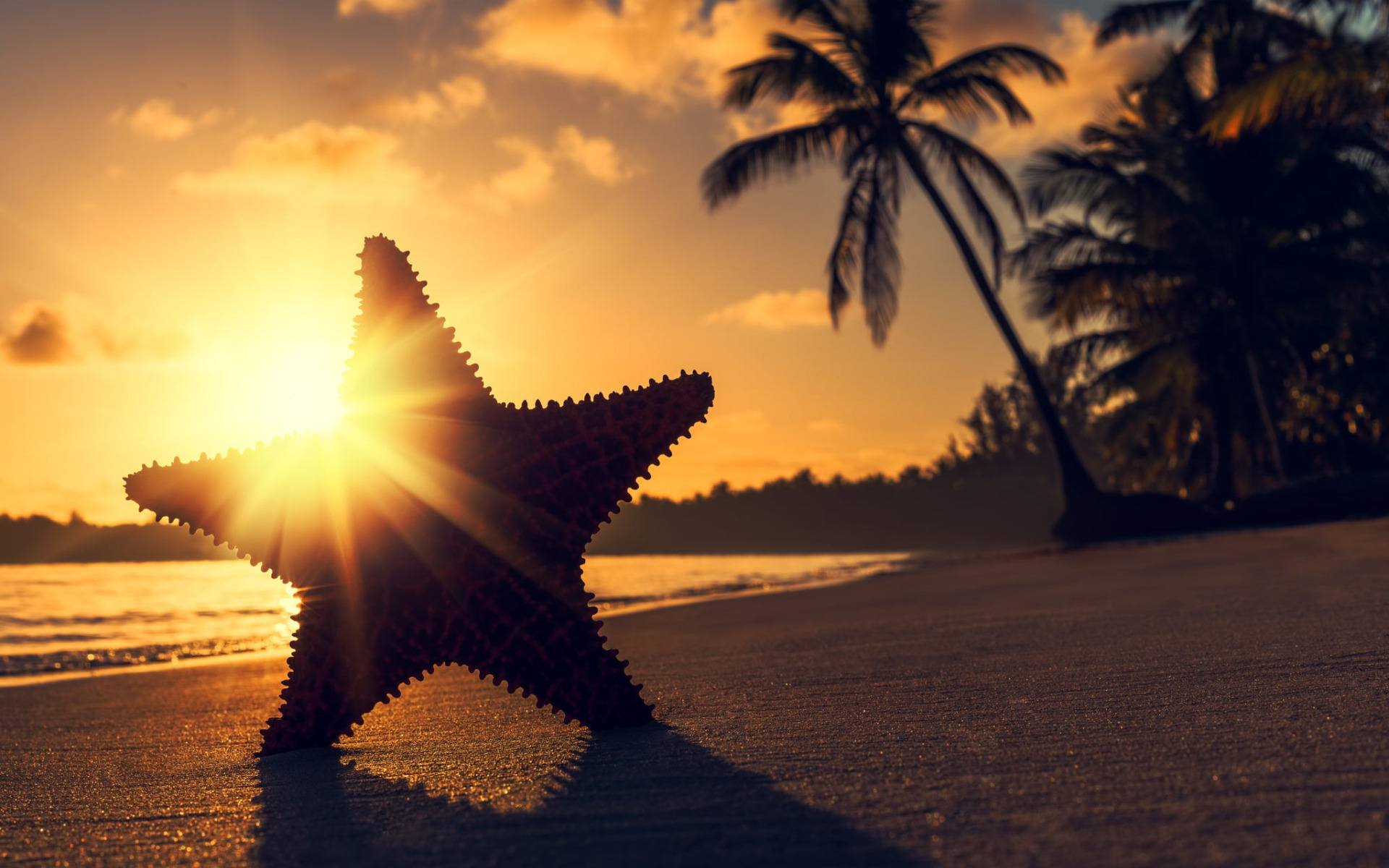 Включи звезда берег. На море закат звезды. Морская звезда закат. Море на закате морская звезда. Море солнце пляж.