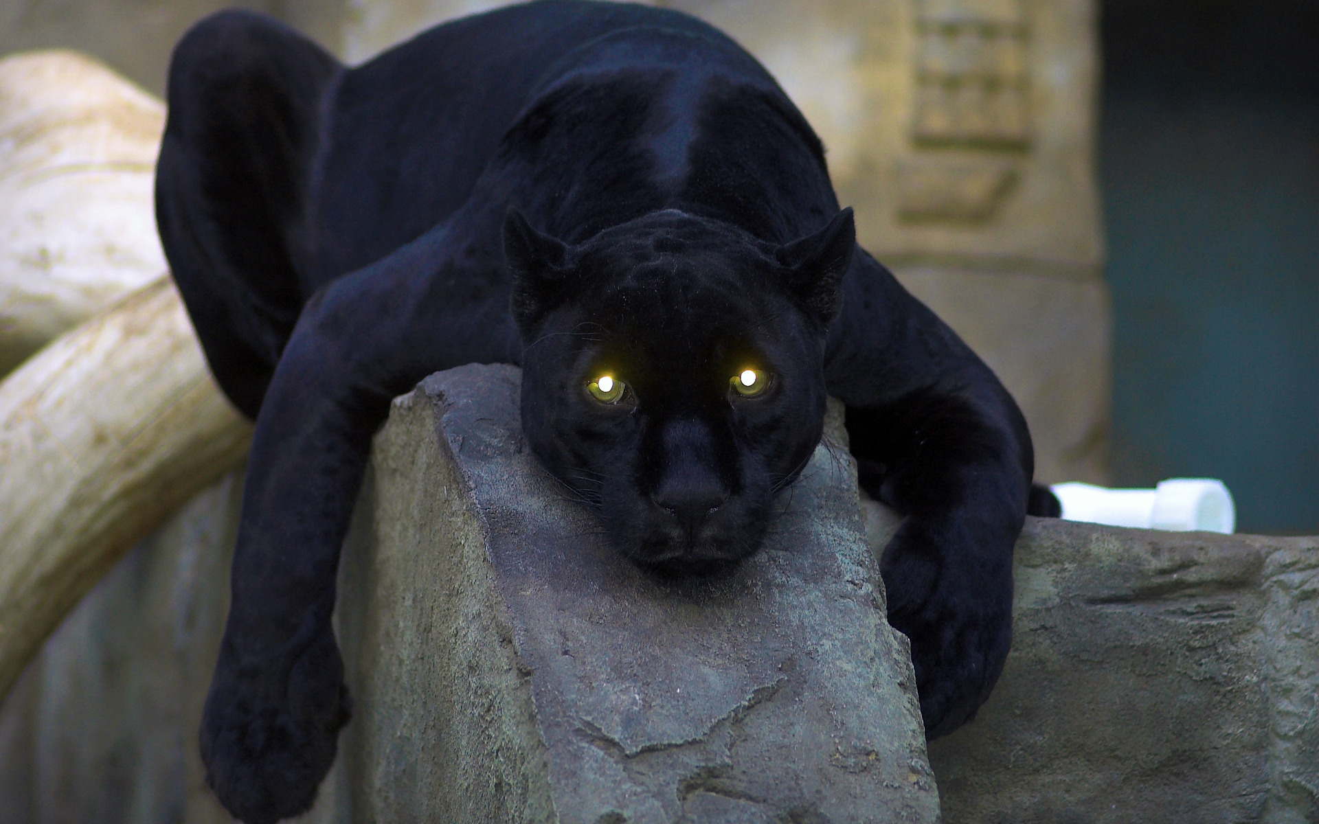 фанфик глаза пантеры светятся в ночи фото 32