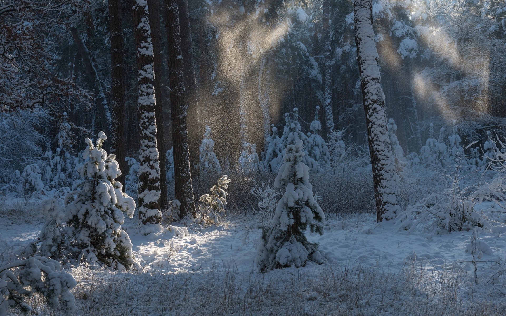 Природа 12 месяцев. Дремучий зимний лес. Сказочная зимняя Поляна в лесу. Заколдованный зимний лес. Лесная опушка в снегу.