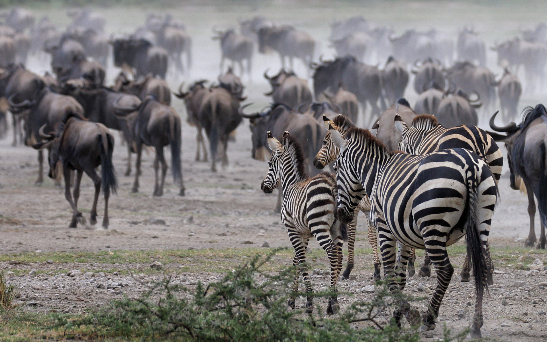 Звери чуют кочующие стада ставишь. Парк Серенгети в Танзании антилопа гну зебры. Африка стадо антилопа гну. Отряд парнокопытные зебр. Антилопа гну в Африке.