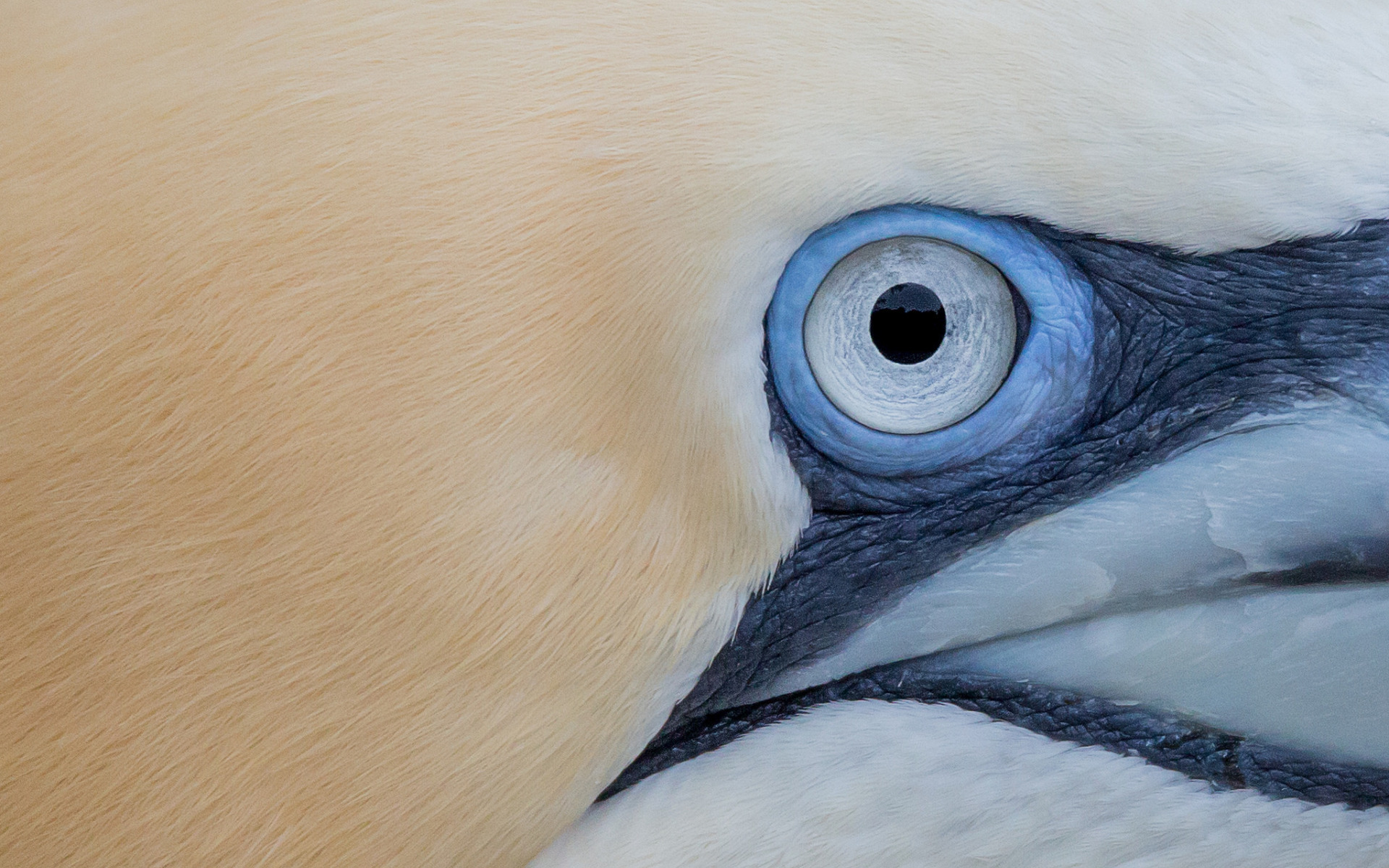 Глаза у птиц особенности. Глаз птицы. Голубоглазая птица. Зрачки птиц. Глаза Совы.