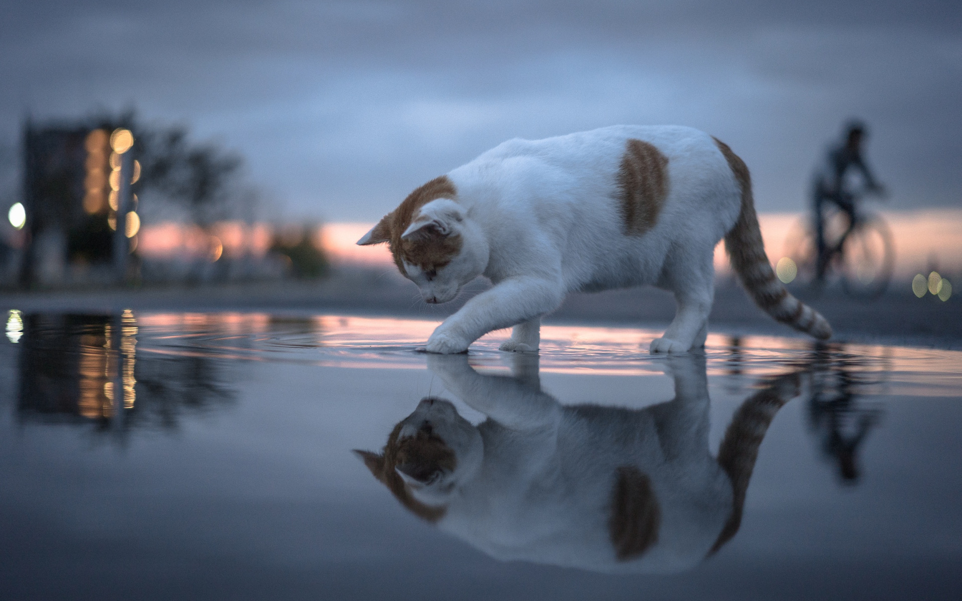 Коты в воде картинки