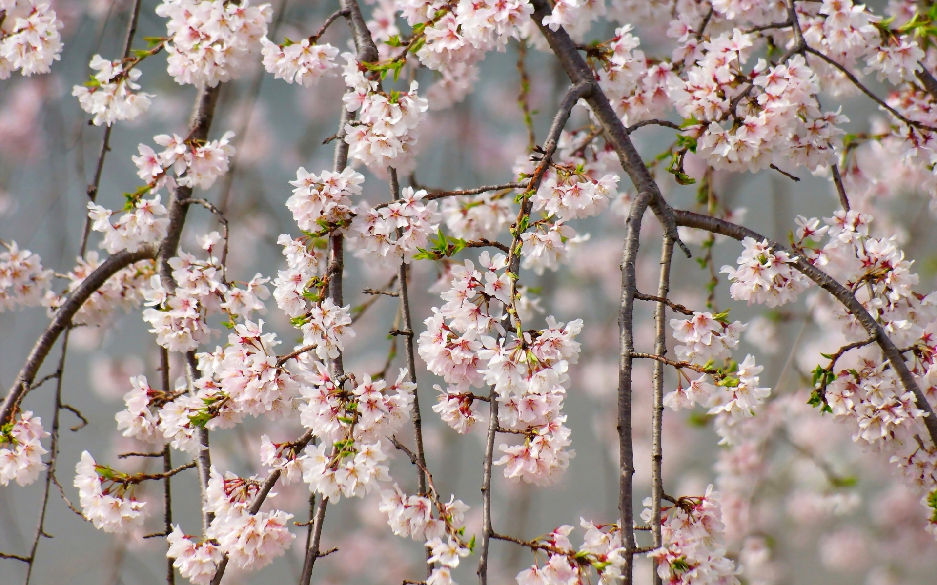Черешня Сакура. Цветущая вишня. Цветы Сакуры. Ветвь цветущей вишни. Ветка цветущей сакуры