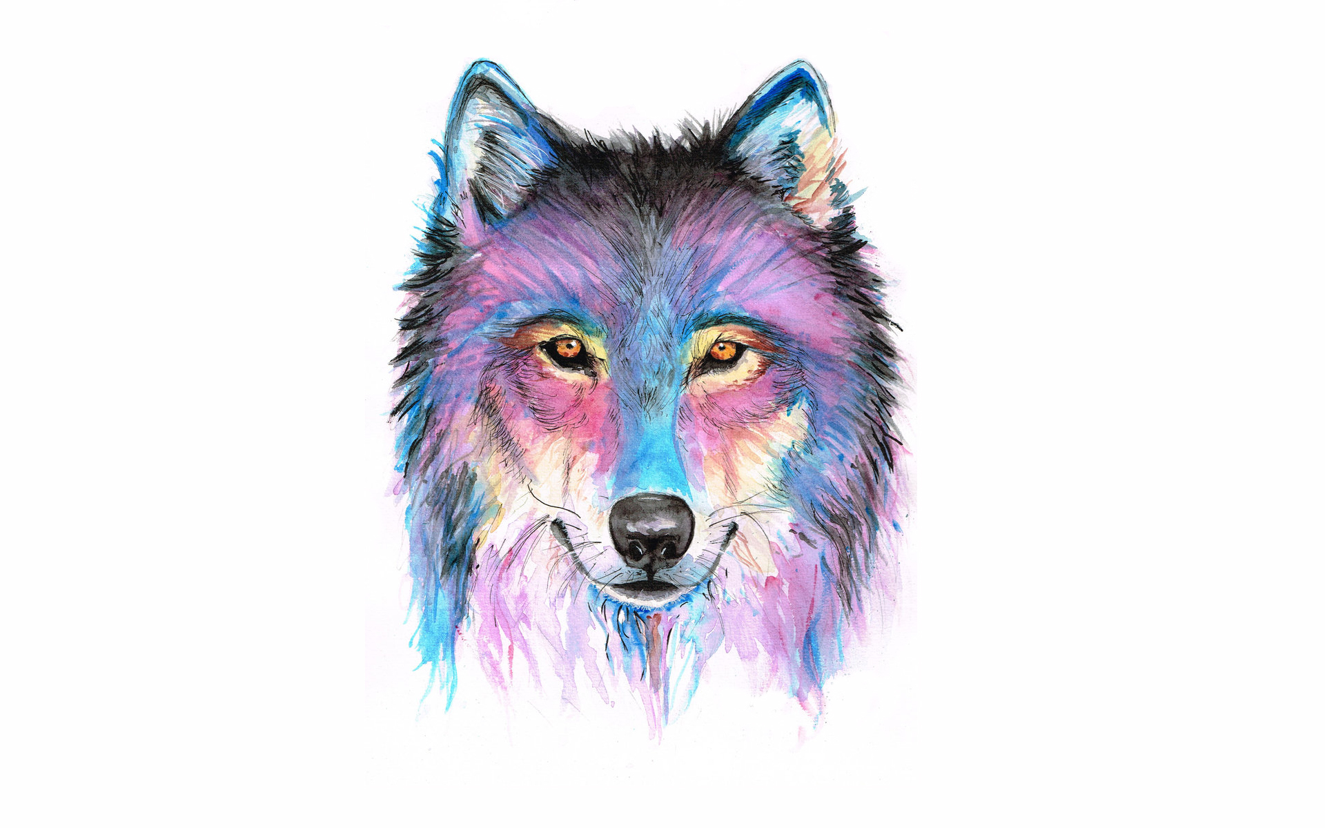Цветные картинки волка. Волк рисунок. Морда волка рисунок. Разноцветный волк. Голова волка рисунок.