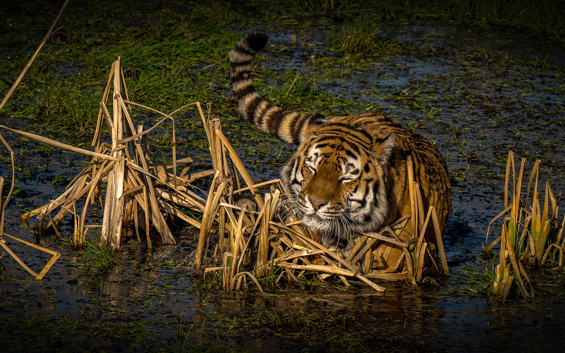 Хищники болот. Тигр в природе. Тигр в воде. Болотный тигр. Животные на болоте.
