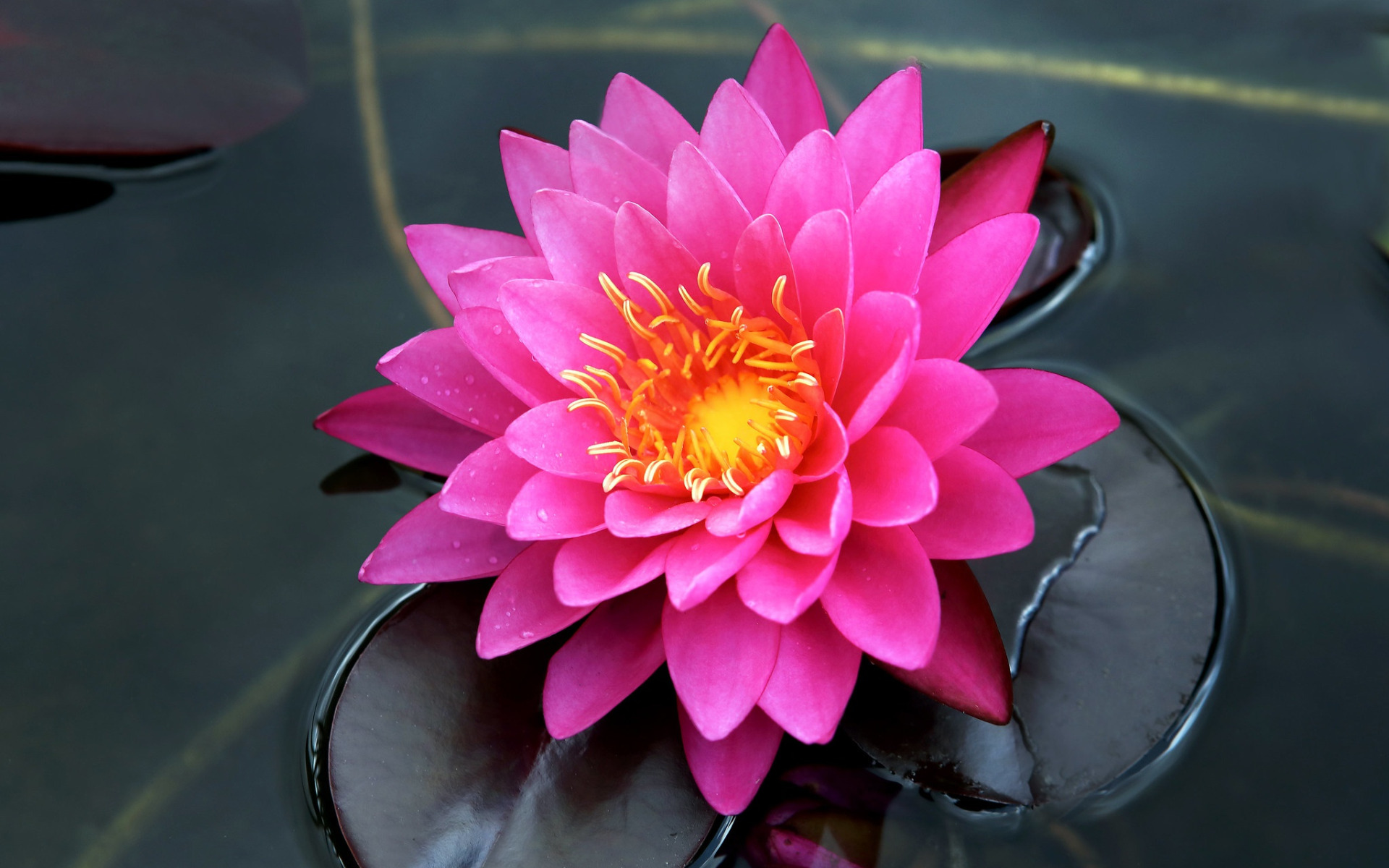 Водяная лилия 8. Нимфея цветок. Кувшинка нимфея красная. Водяная Лилия кувшинка. Кувшинка розовая.
