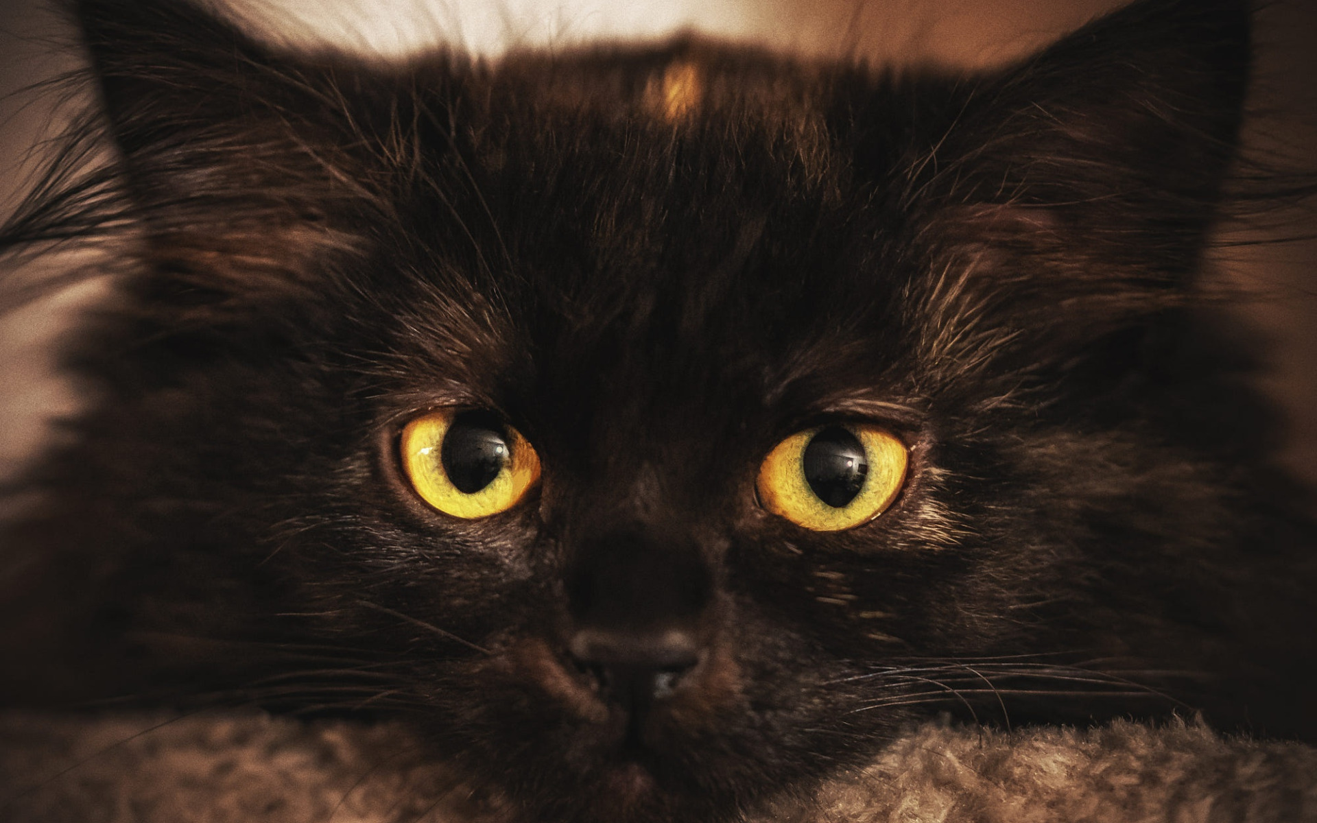 Порода черной кошки с желтыми глазами. Черный кот с желтыми глазами. Чёрный котёнок с жёлтыми глазами. Темнокорчинеаая кошка с желтыми глазами. Кот с черной челкой.