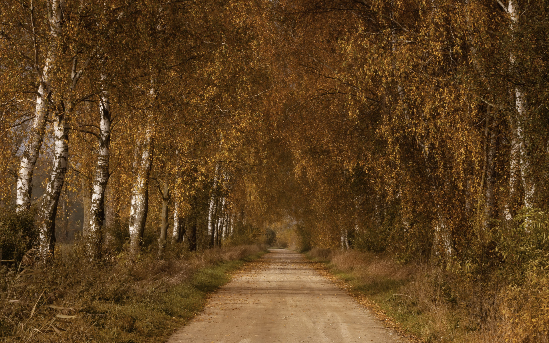 Березы дорога фото Скачать обои дорога, осень, берёзы, раздел природа в разрешении 1920x1200