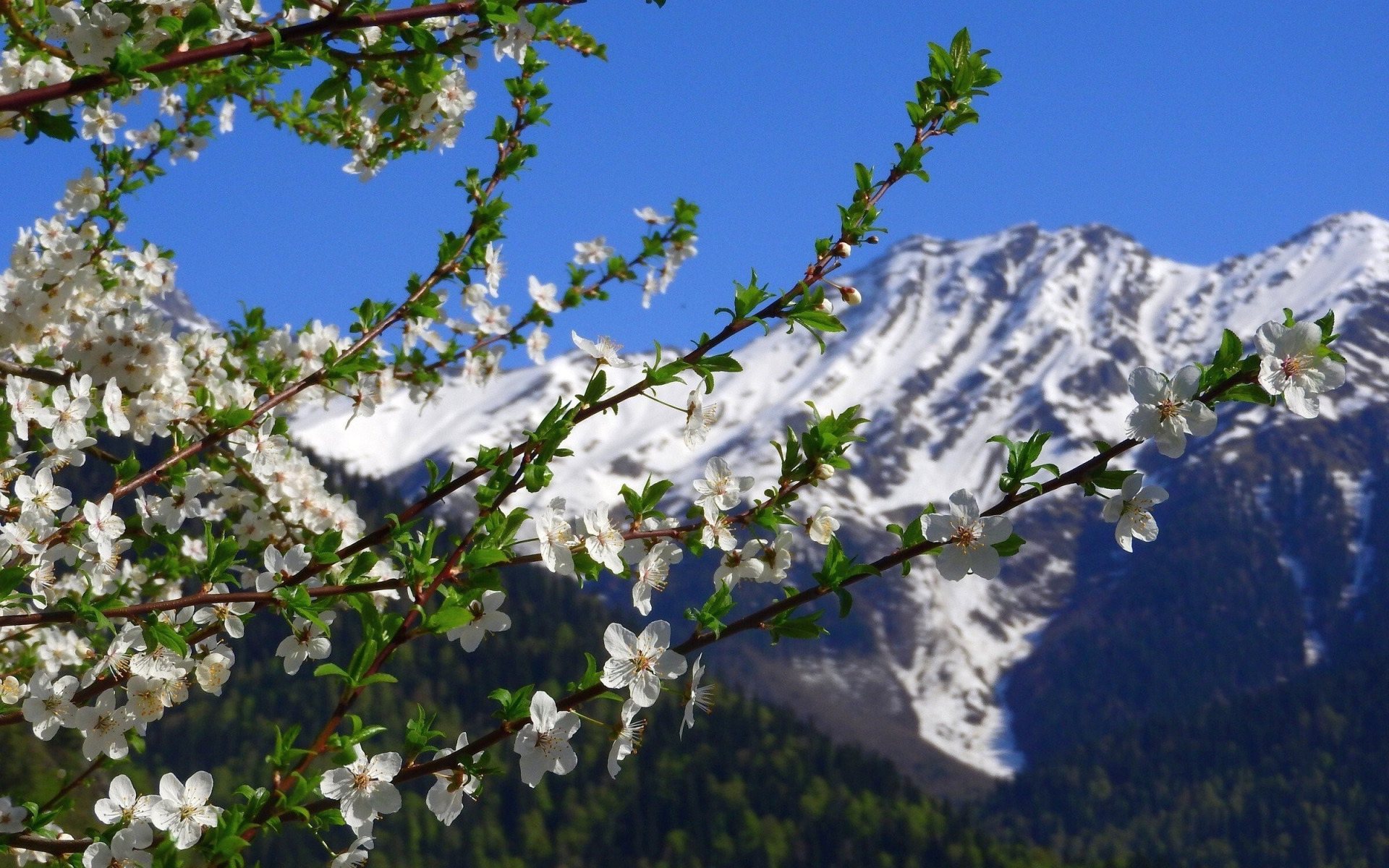 Хорошо весной в горах все радуются тепло. Весенняя природа. Красивые цветущие горы.